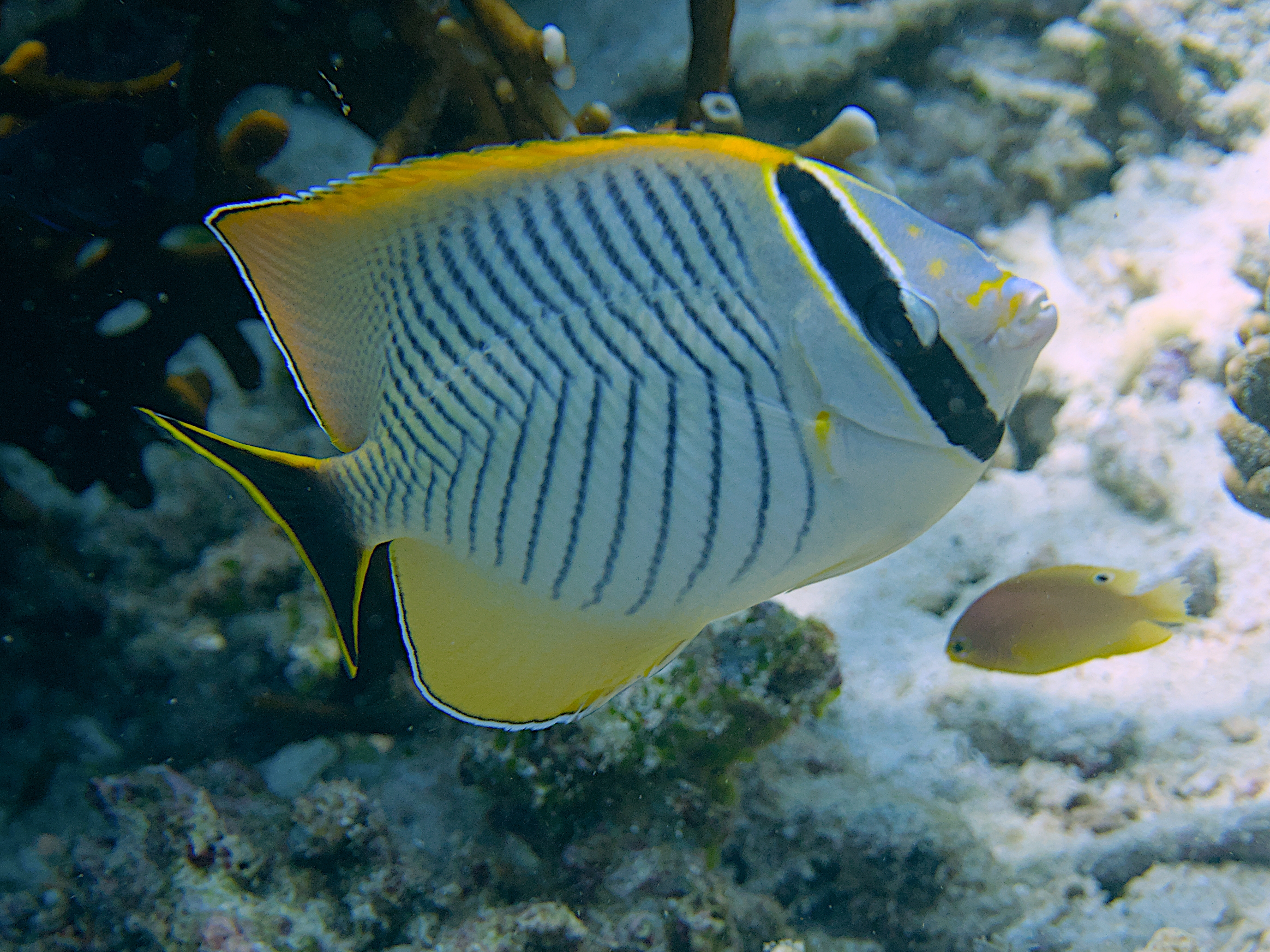 Chevroned Butterflyfish - Chaetodon trifascialis
