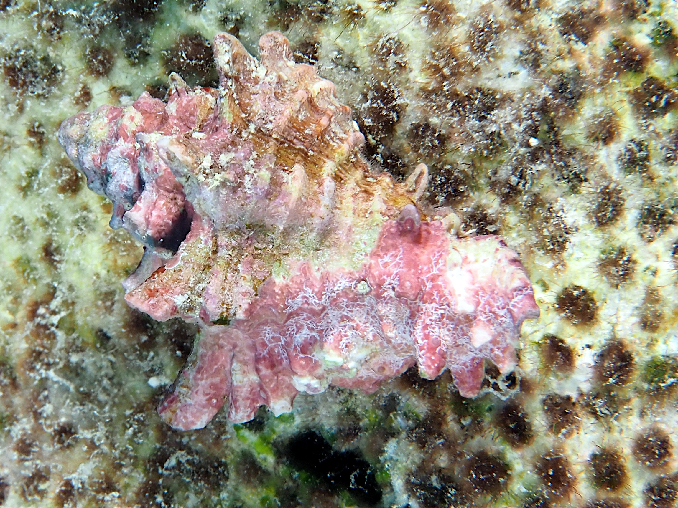 West Indian Murex - Chicoreus brevifrons - Bonaire