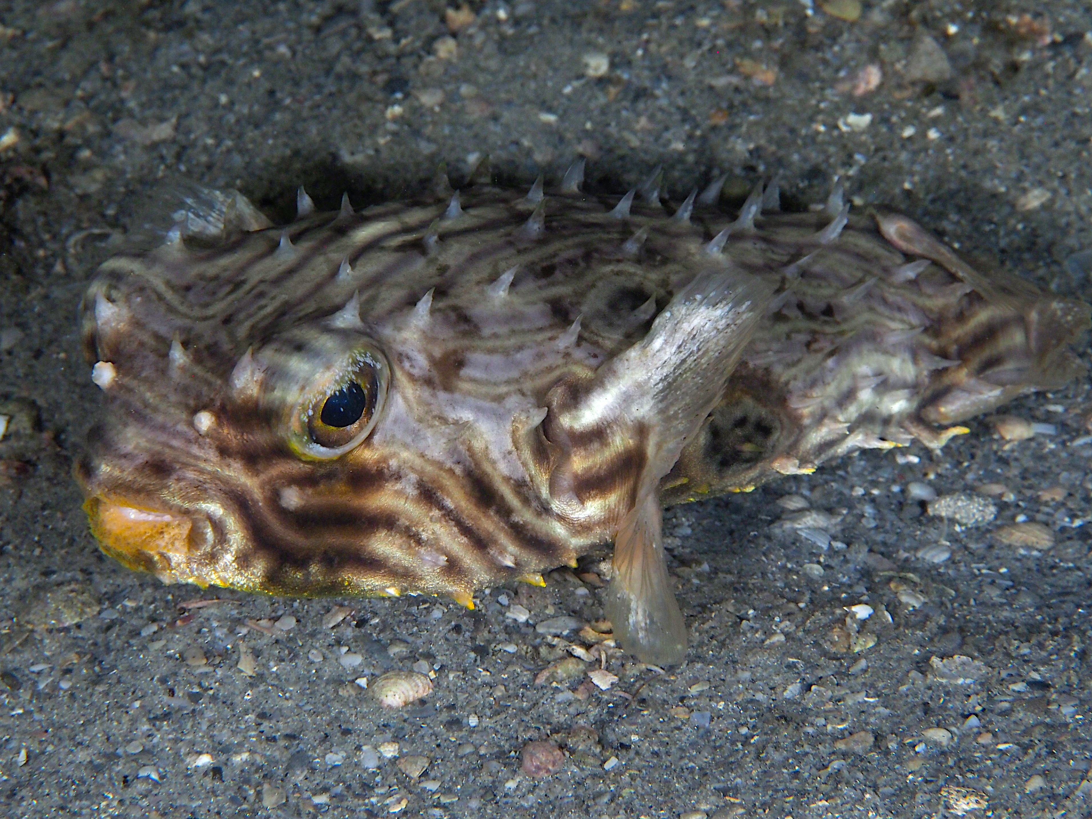 Striped Burrfish - Chilomycterus schoepfii