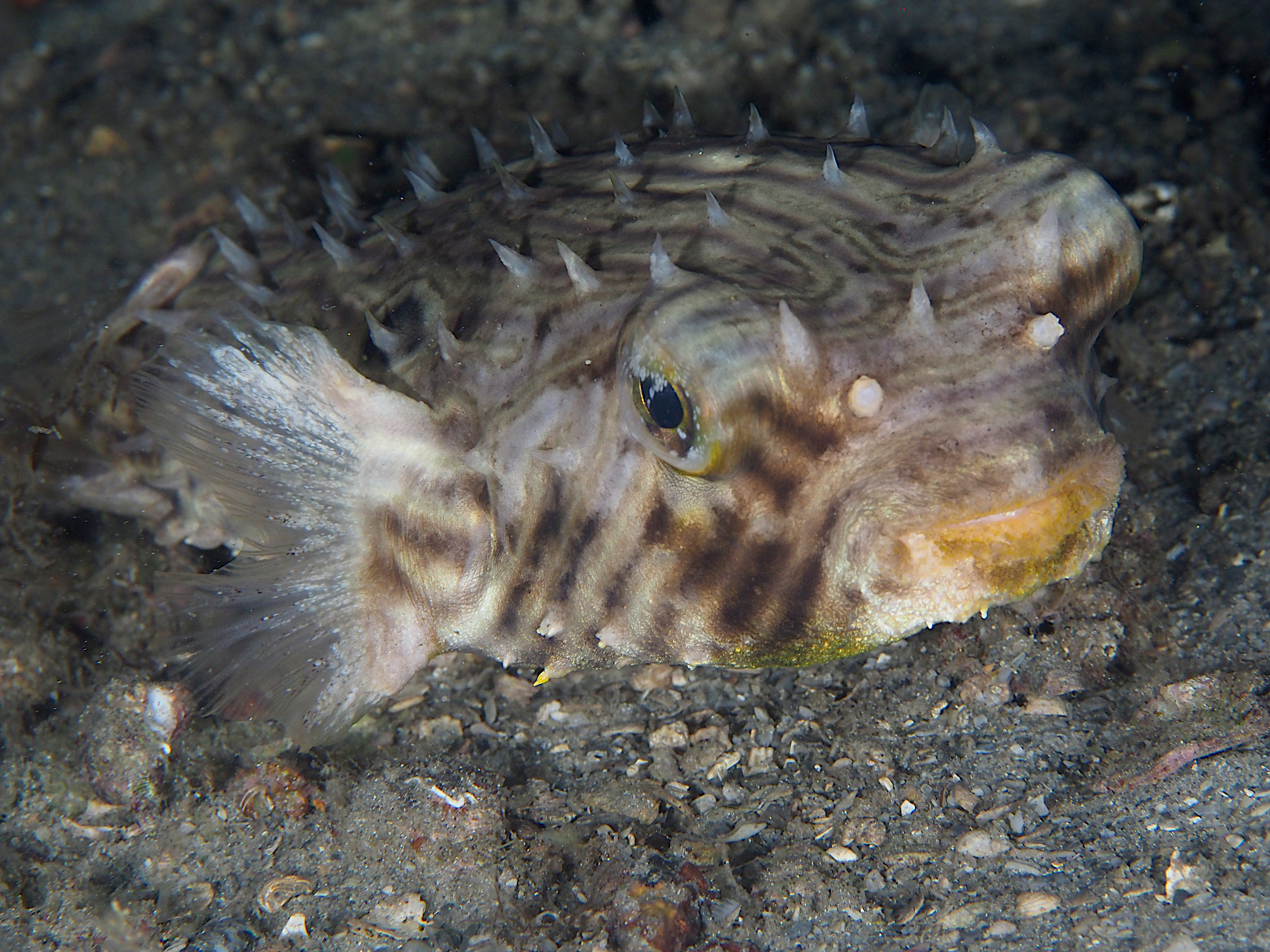 Striped Burrfish - Chilomycterus schoepfii