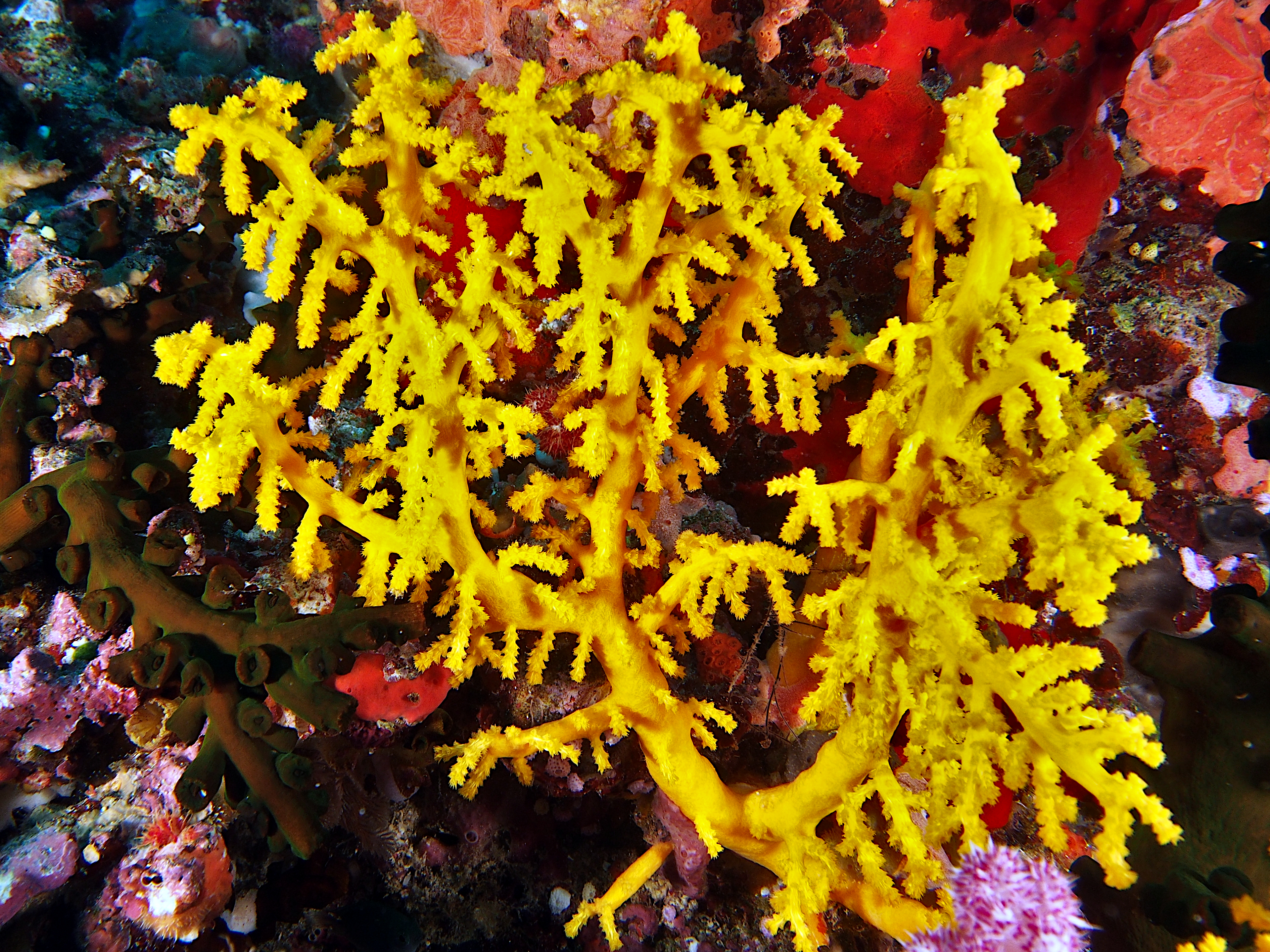 Chironephthya sp. 1 - Chironephthya sp. 1 - Fiji