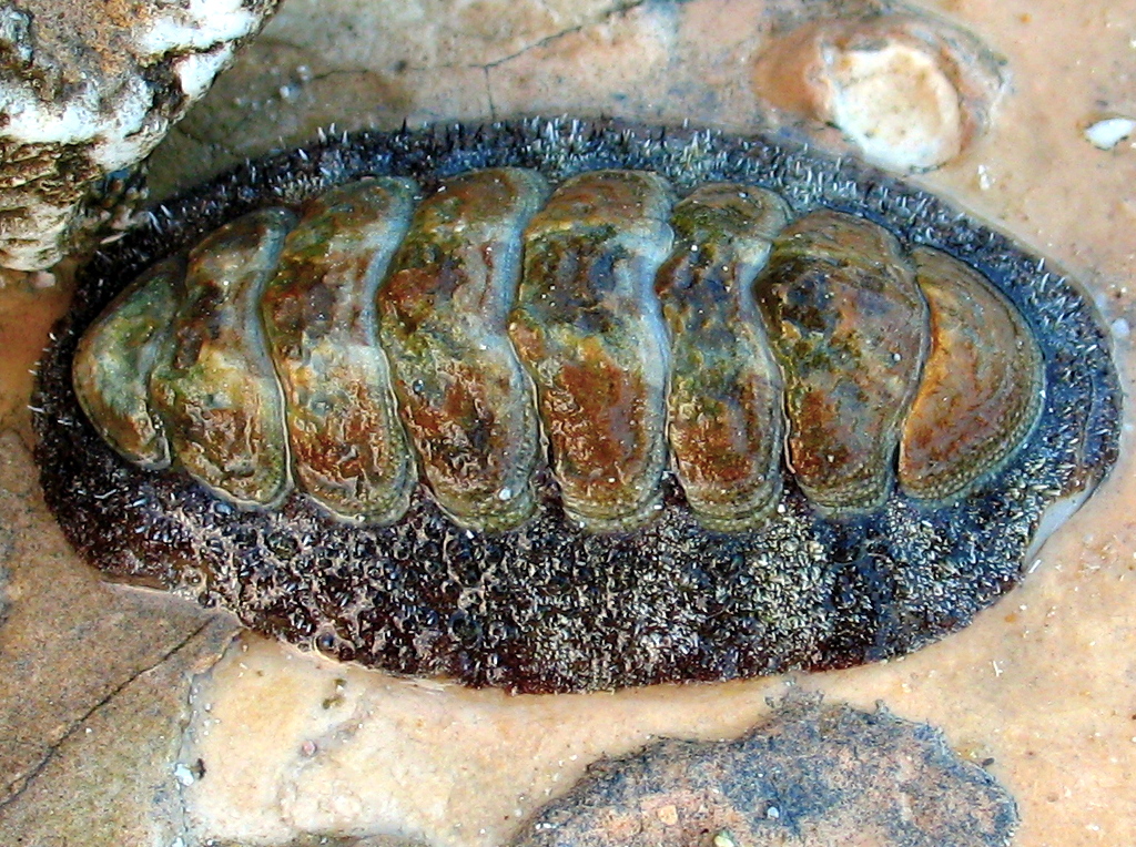 Fuzzy Chiton - Acanthopleura granulata