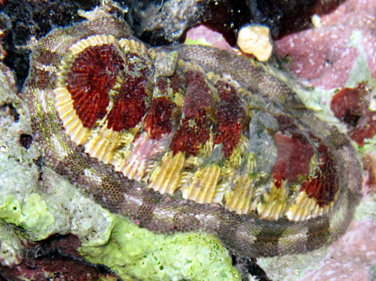 Chiton viridis - Chiton viridis - Grand Cayman