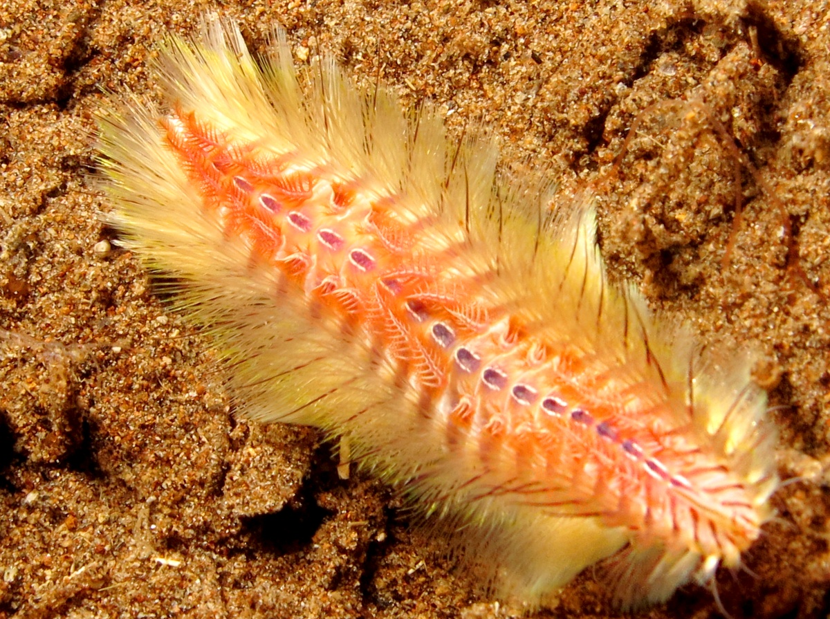 Golden Fireworm - Chloeia flava - Dumaguete, Philippines