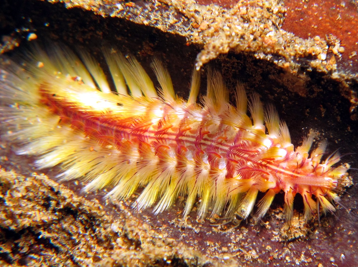 Darklined Fireworm - Chloeia fusca - Dumaguete, Philippines