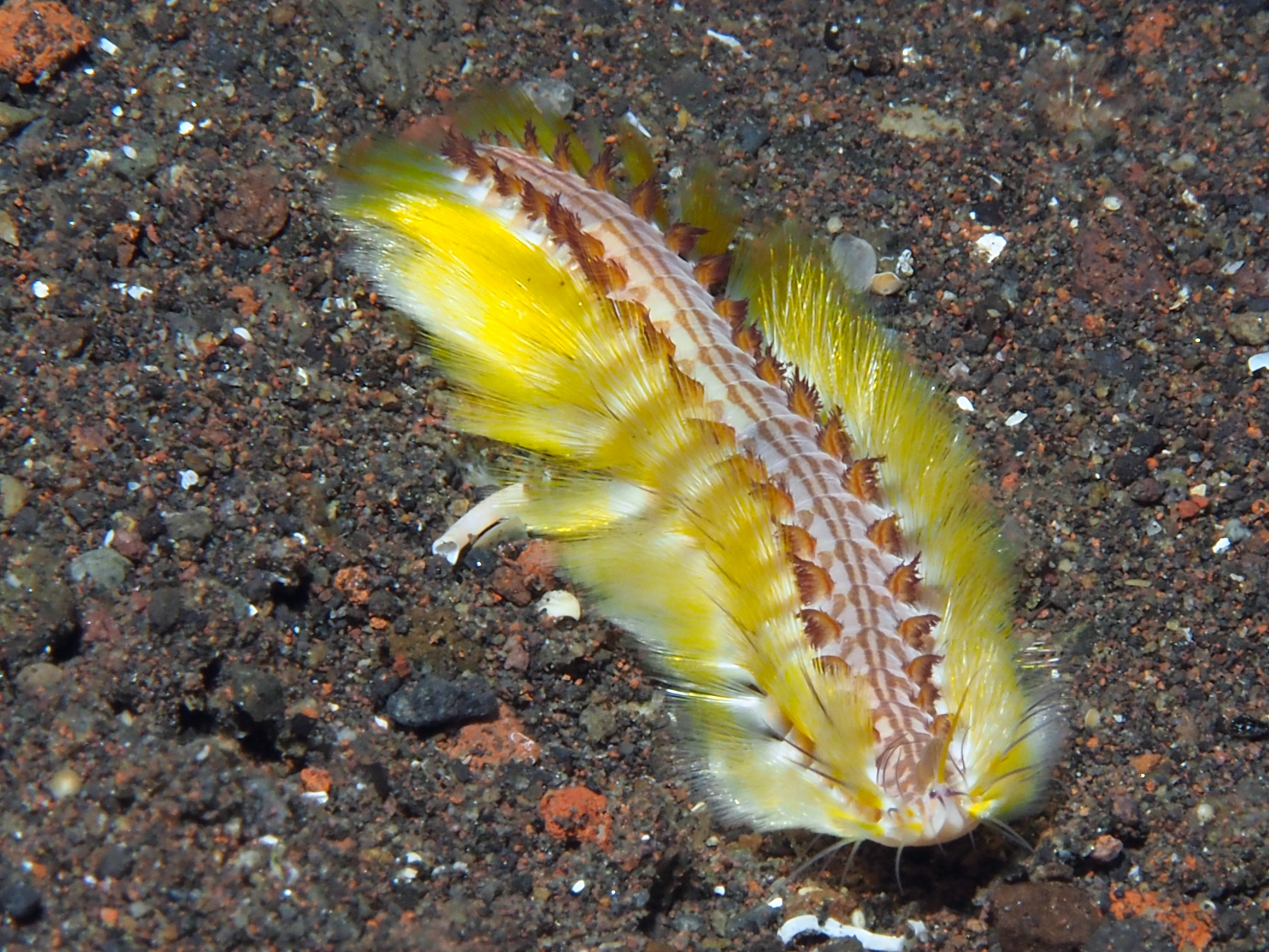 Darklined Fireworm - Chloeia fusca