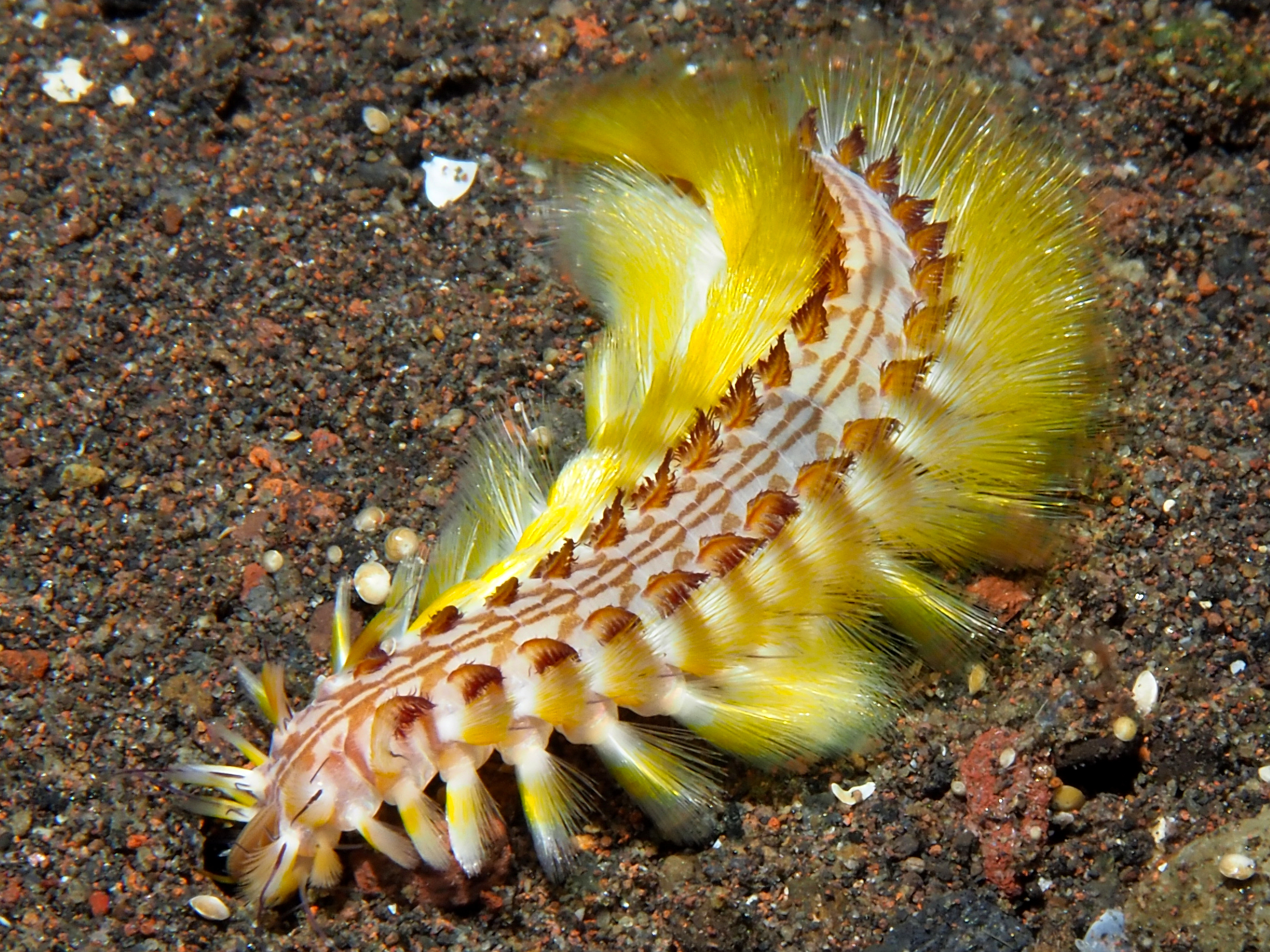 Darklined Fireworm - Chloeia fusca