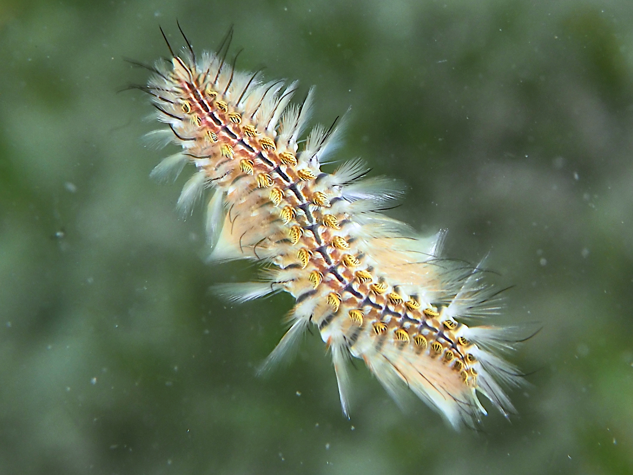 Blackline Fireworm - Chloeia viridis - Blue Heron Bridge, Florida