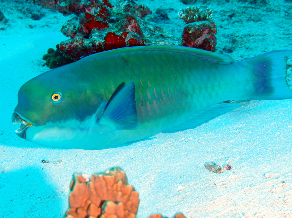 Steephead Parrotfish - Chlorurus microrhinos