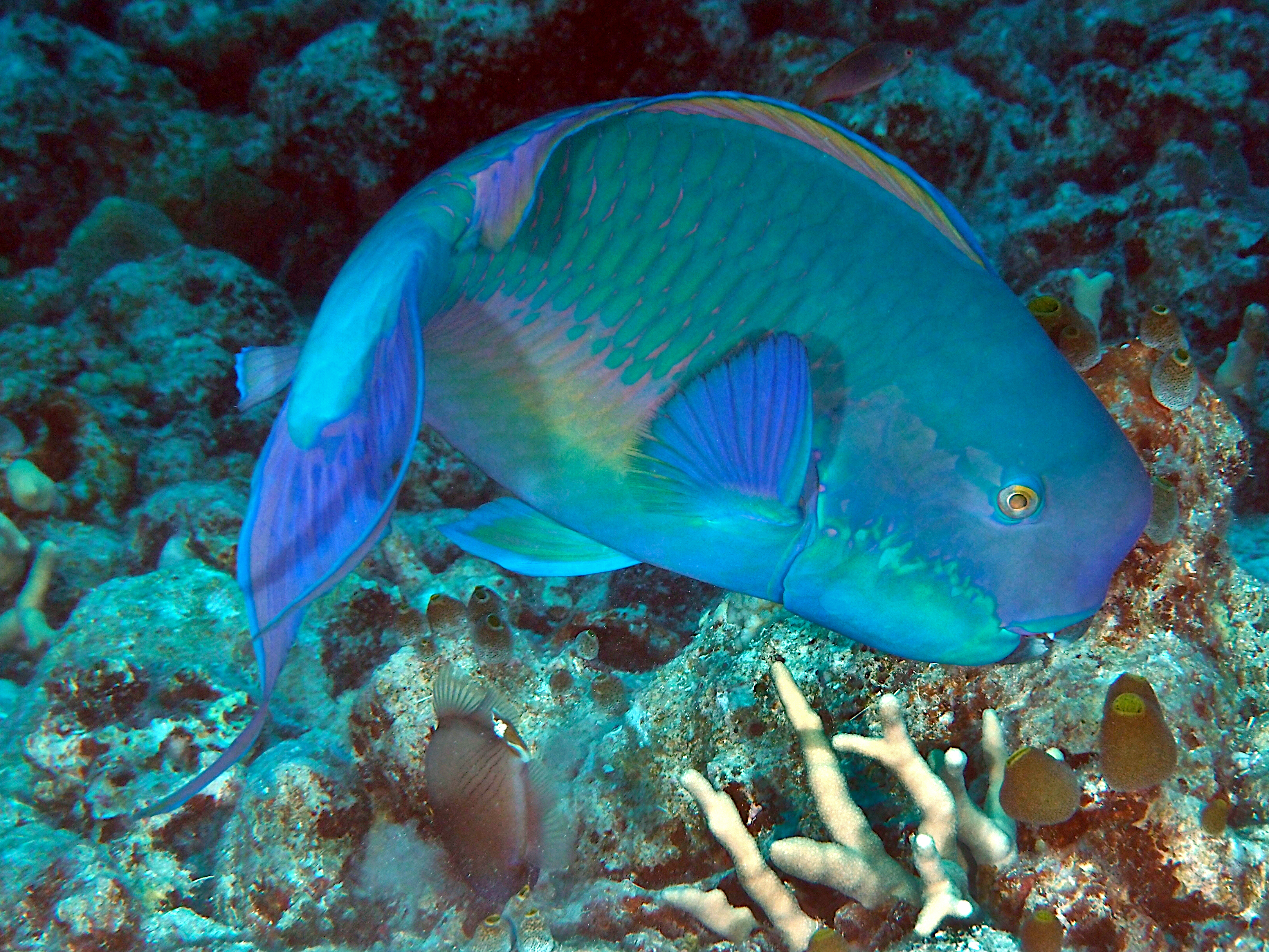 Steephead Parrotfish - Chlorurus microrhinos