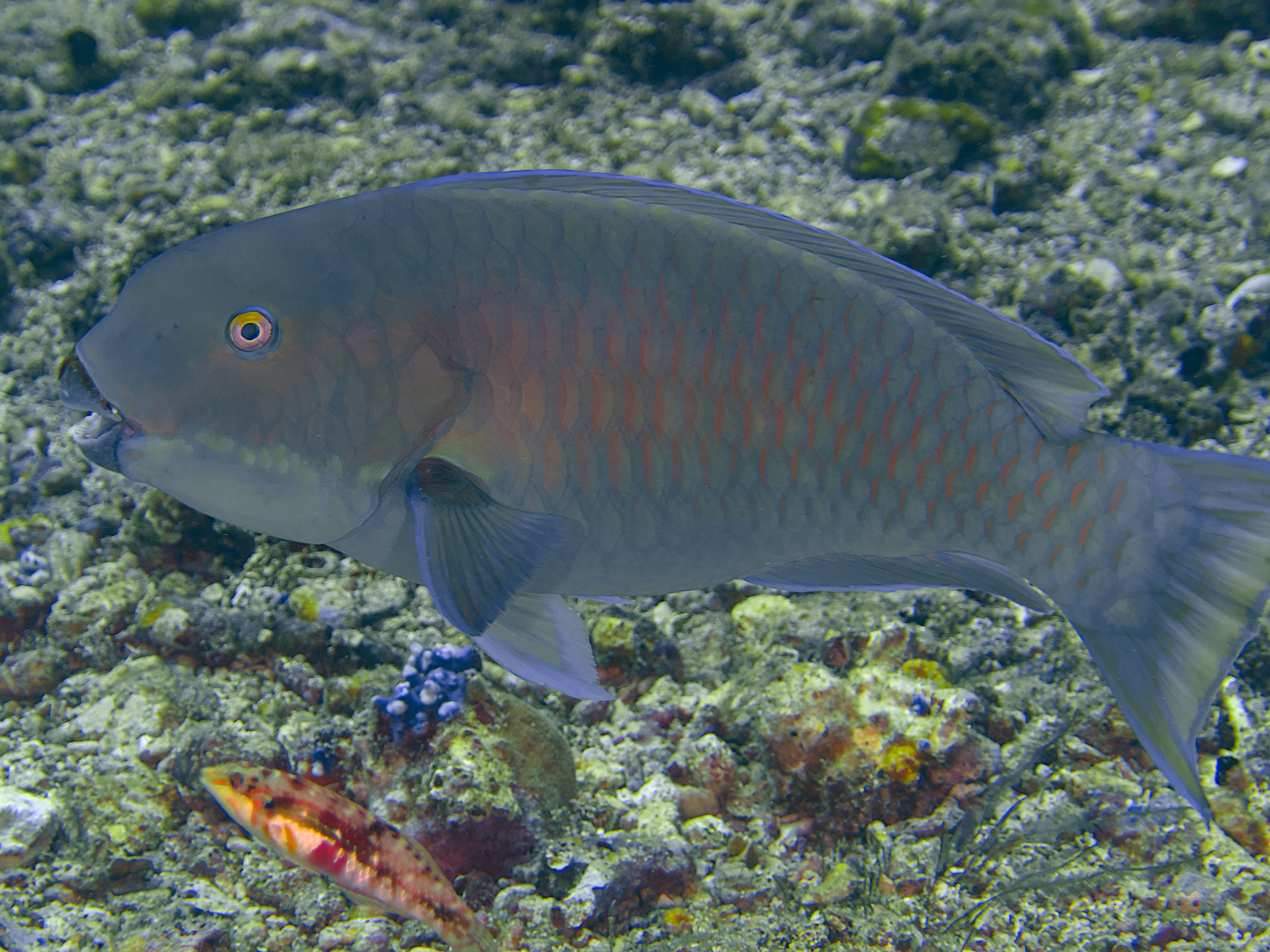 Steephead Parrotfish - Chlorurus microrhinos