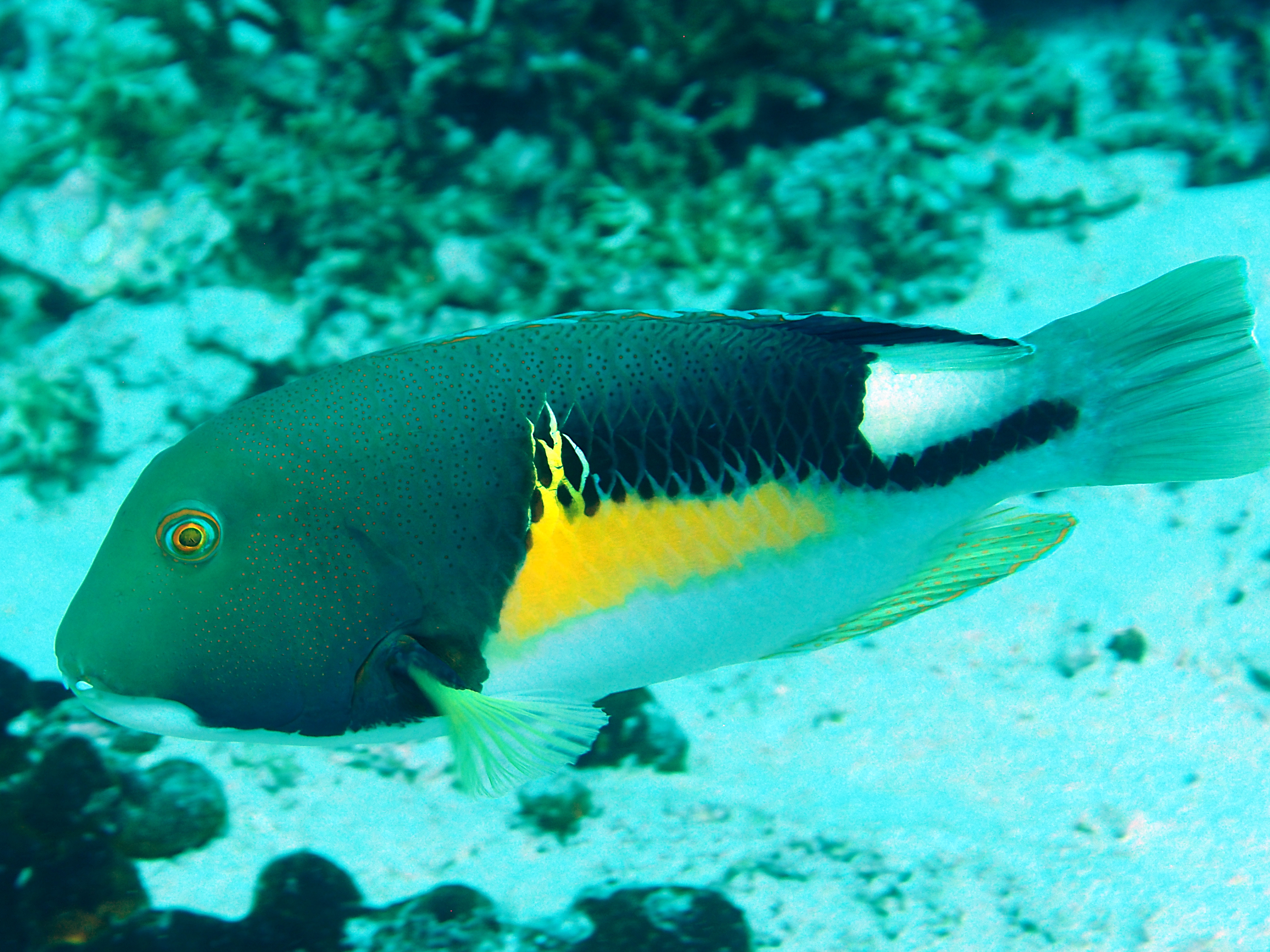 Anchor Tuskfish - Choerodon anchorago