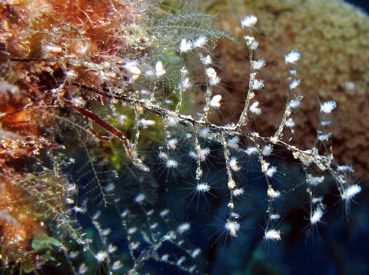 Christmas Tree Hydroid - Pennaria disticha - Belize