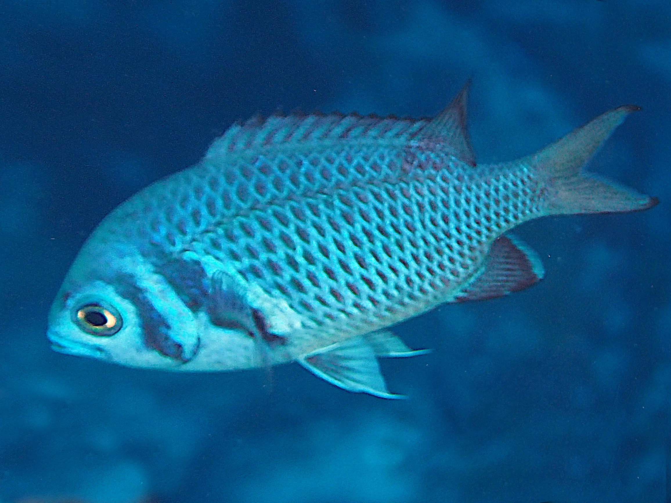Short-Tail Doublebar Chromis - Chromis anadema