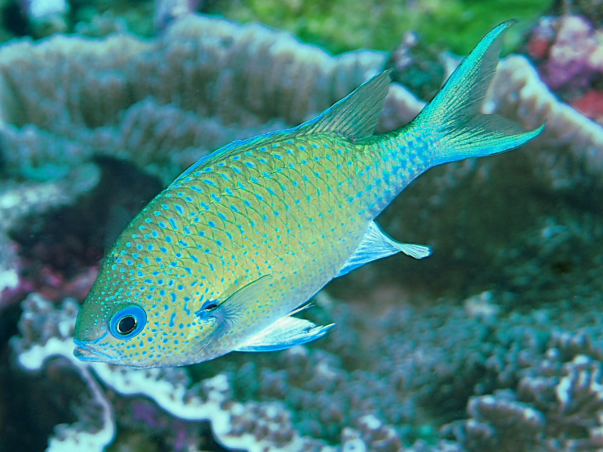 Black-Axil Chromis - Chromis atripectoralis - Komodo, Indonesia