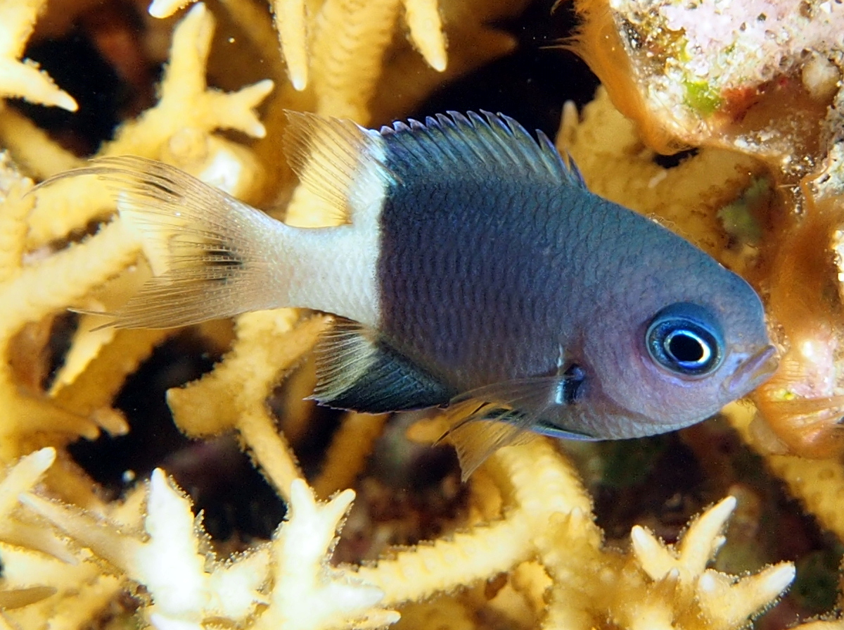 Blue-Axil Chromis - Chromis caudalis - Palau