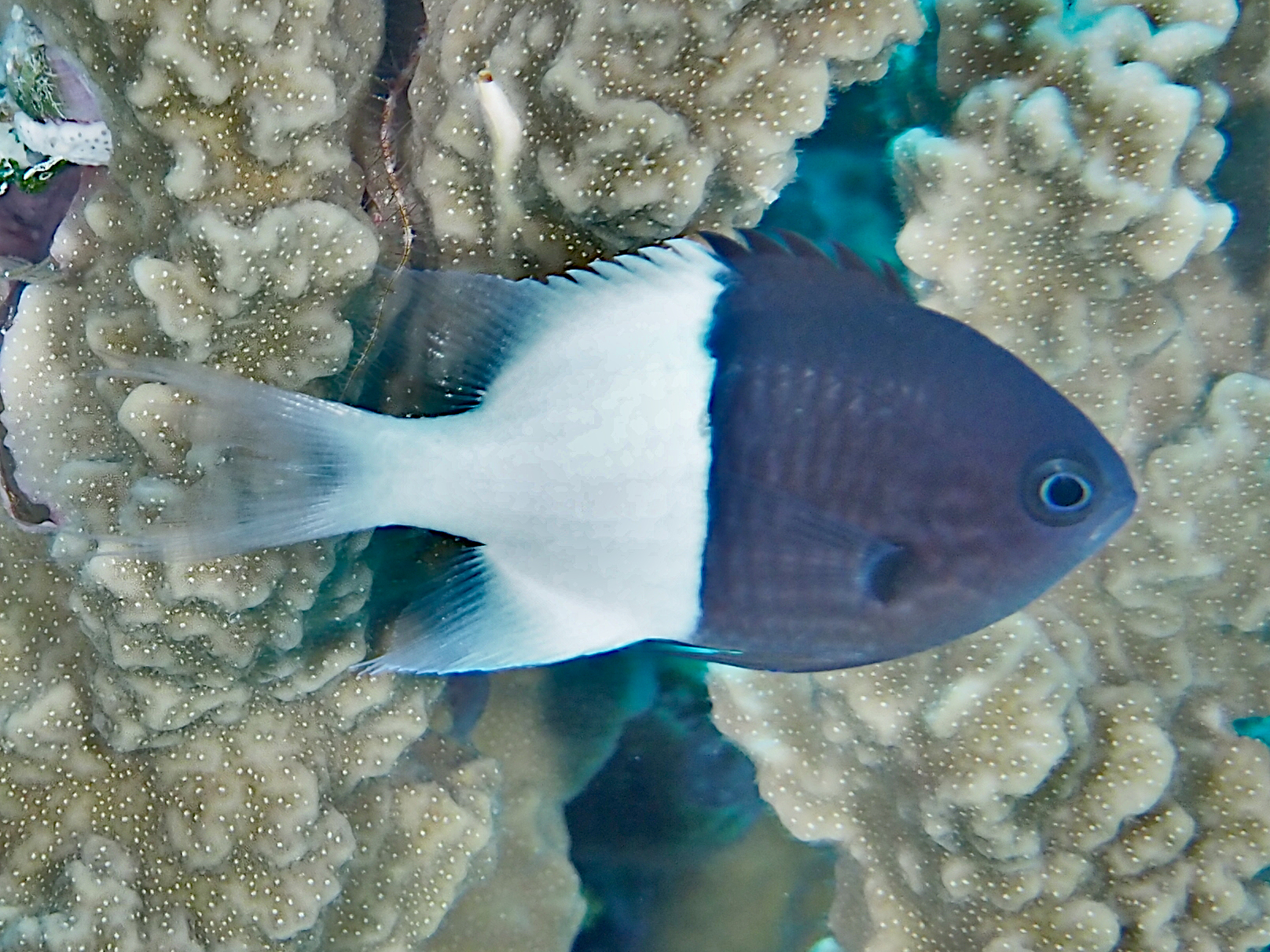 Half-and-Half Chromis - Chromis iomelas - Great Barrier Reef, Australia