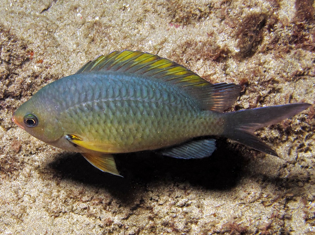 Oval Chromis - Chromis ovalis - Maui, Hawaii