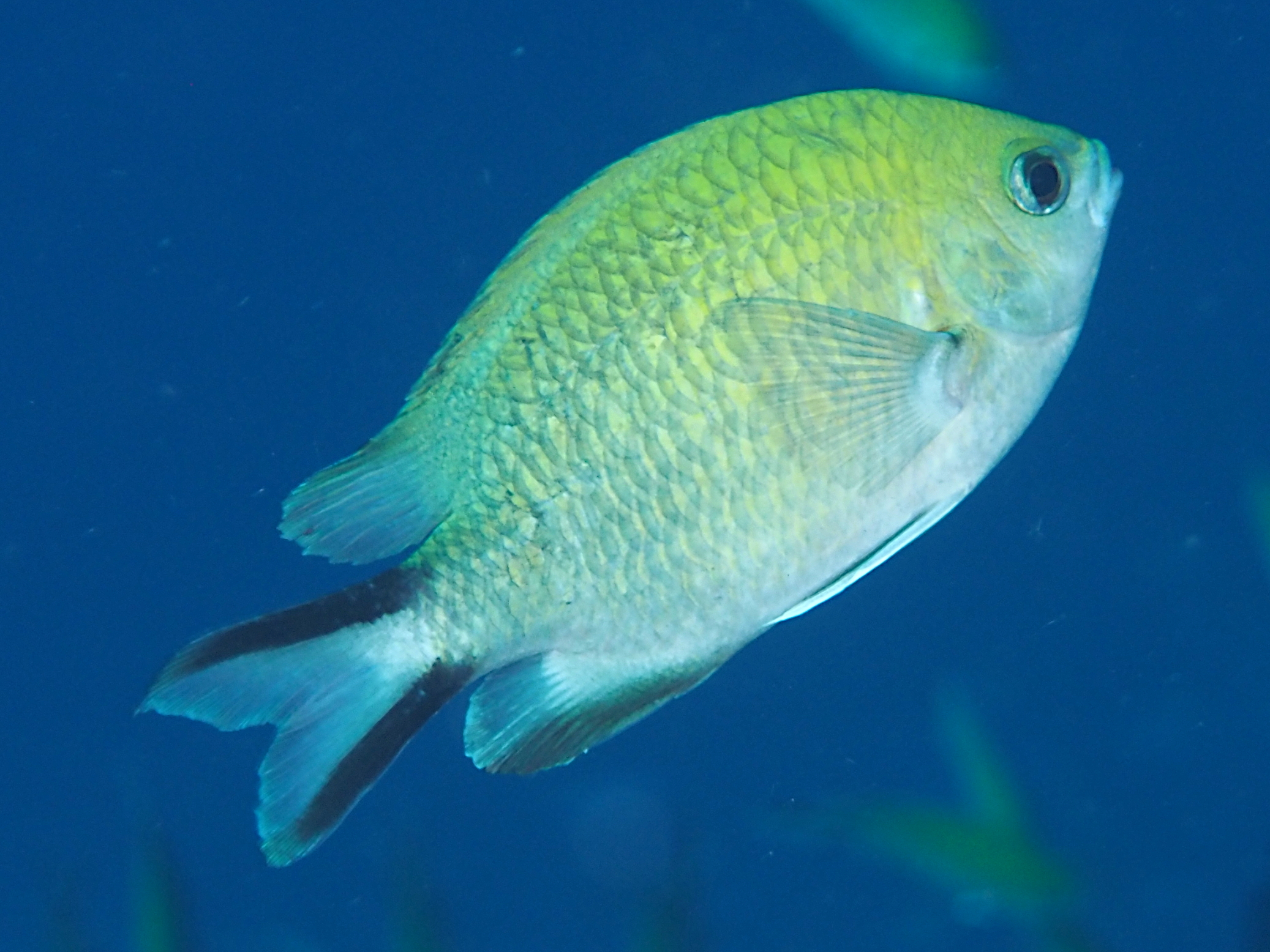 Philippine Chromis - Chromis scotochiloptera - Komodo, Indonesia