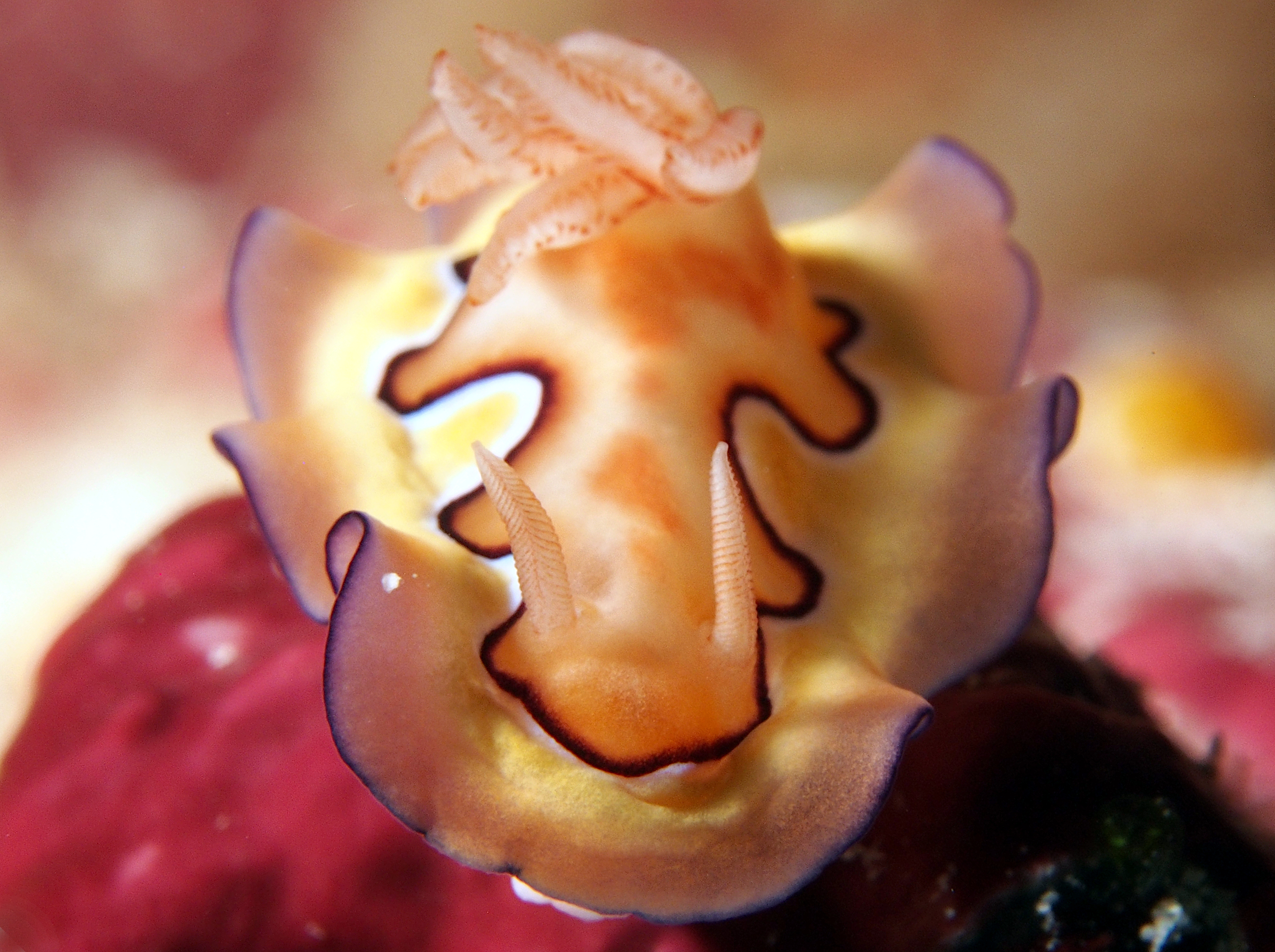 Co's Chromodoris - Goniobranchus coi