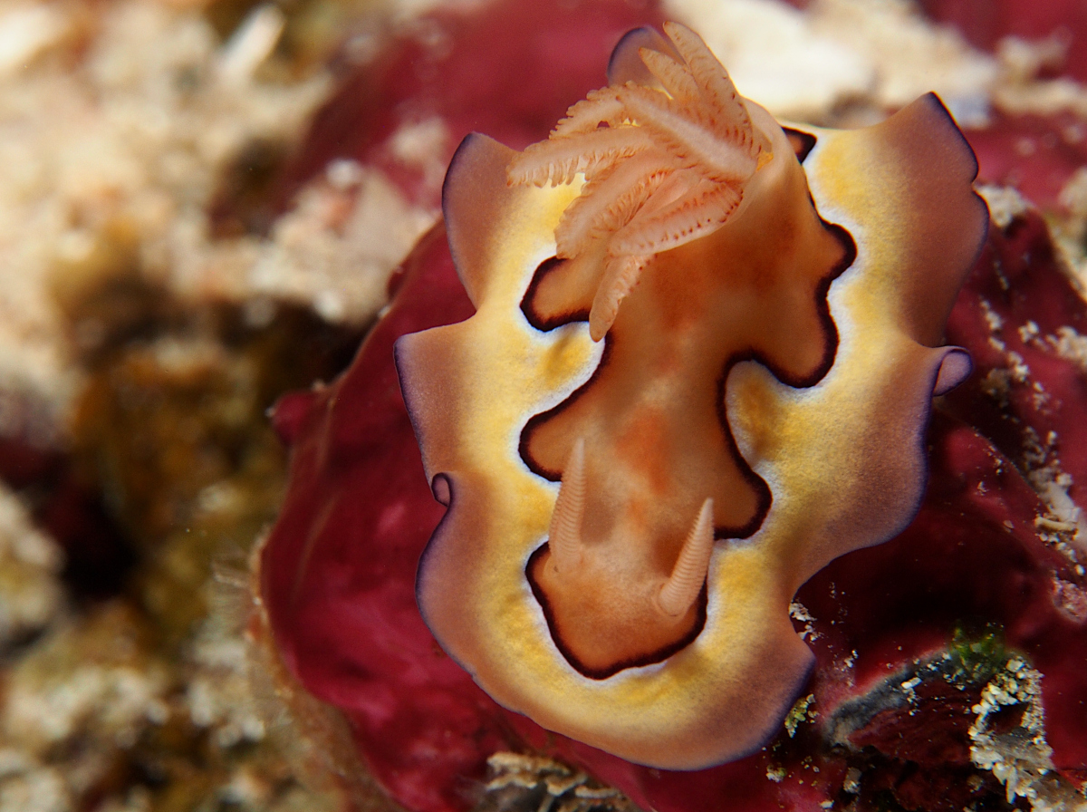 Co's Chromodoris - Goniobranchus coi