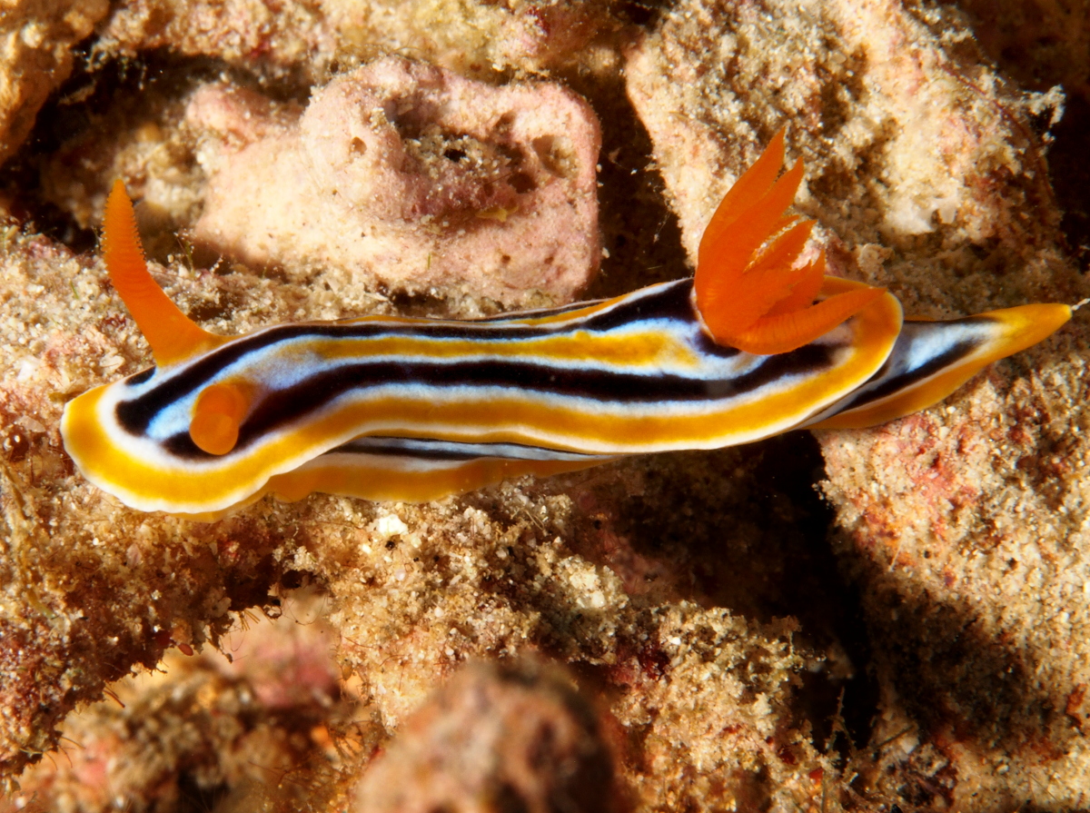 Coleman's Chromodoris - Chromodoris colemani - Anilao, Philippines