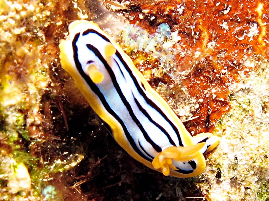 Elisabeth's Chromodoris - Chromodoris elisabethina