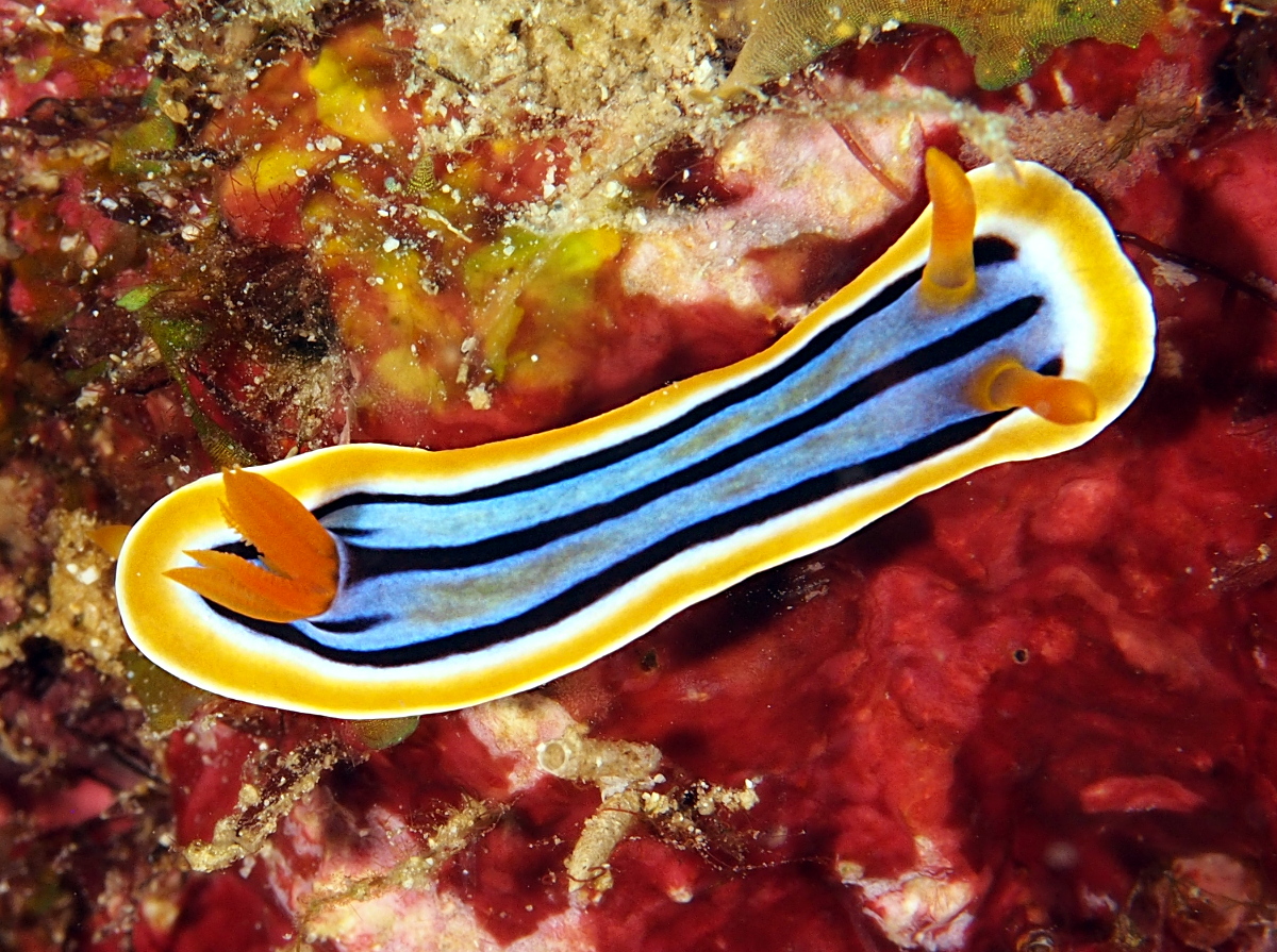 Elisabeth's Chromodoris - Chromodoris elisabethina