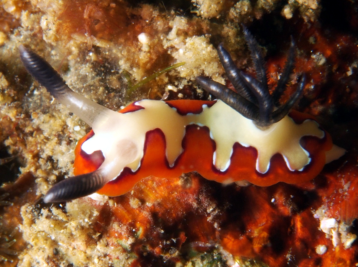 Creamy Chromodoris - Goniobranchus fidelis