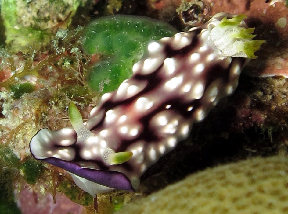 Geometric Chromodoris - Goniobranchus geometricus - Dumaguete, Philippines