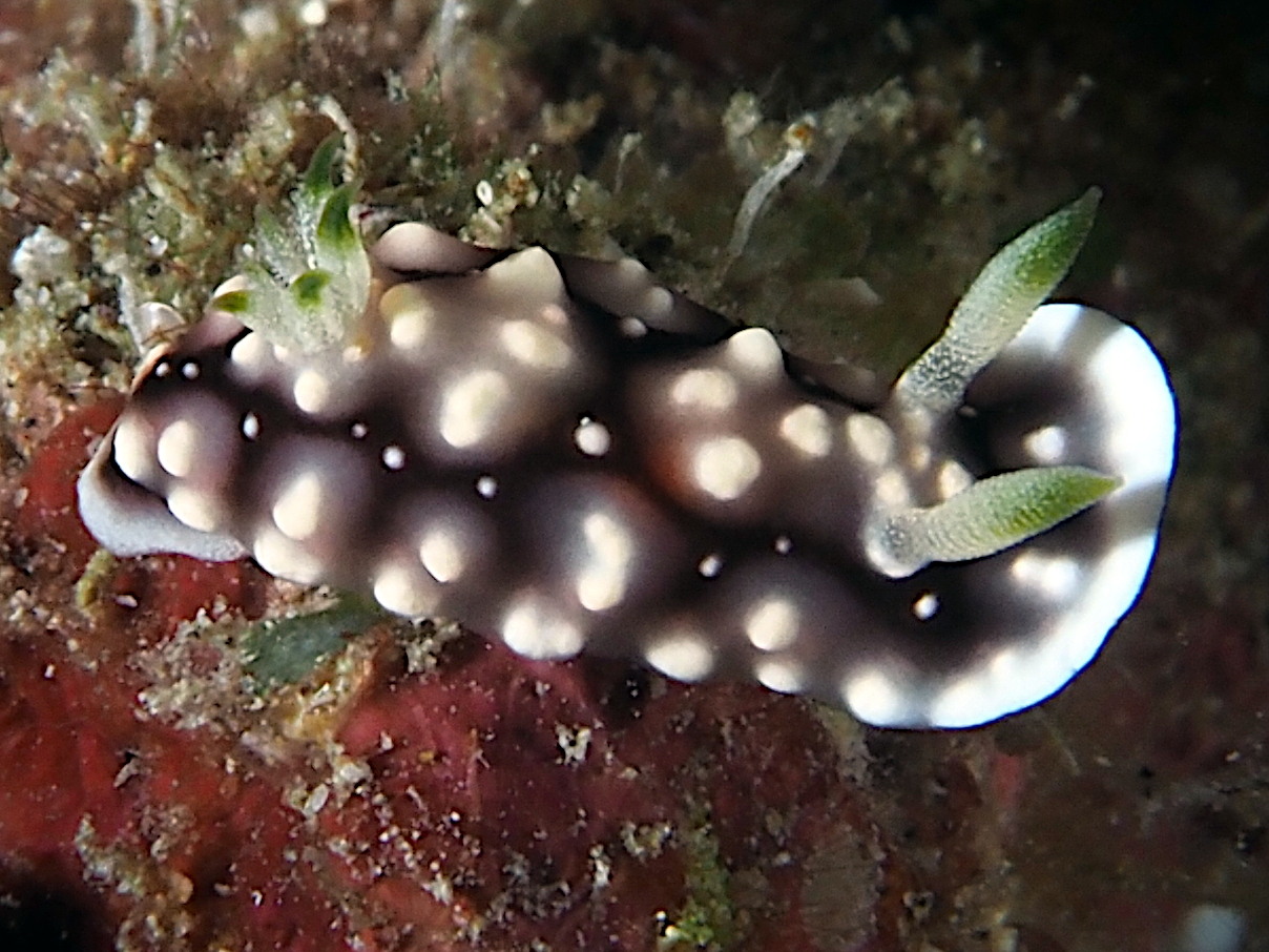 Geometric Chromodoris - Goniobranchus geometricus