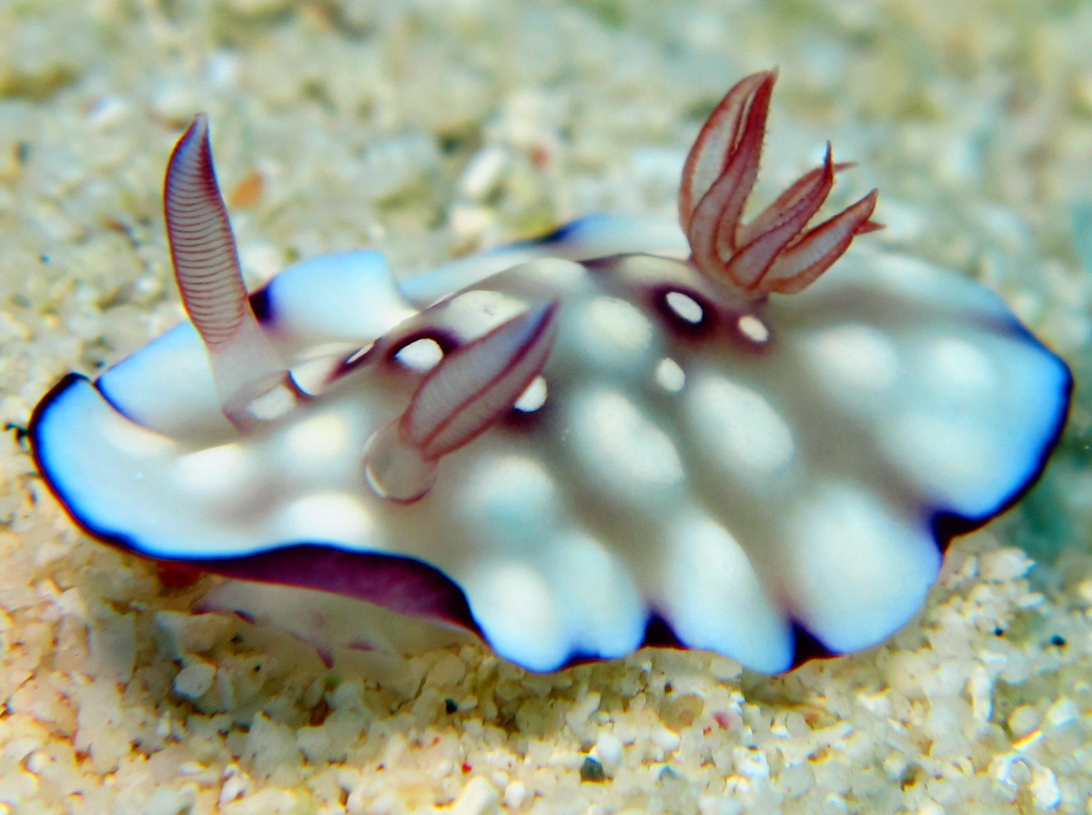 Bus Stop Chromodoris - Goniobranchus hintuanensis