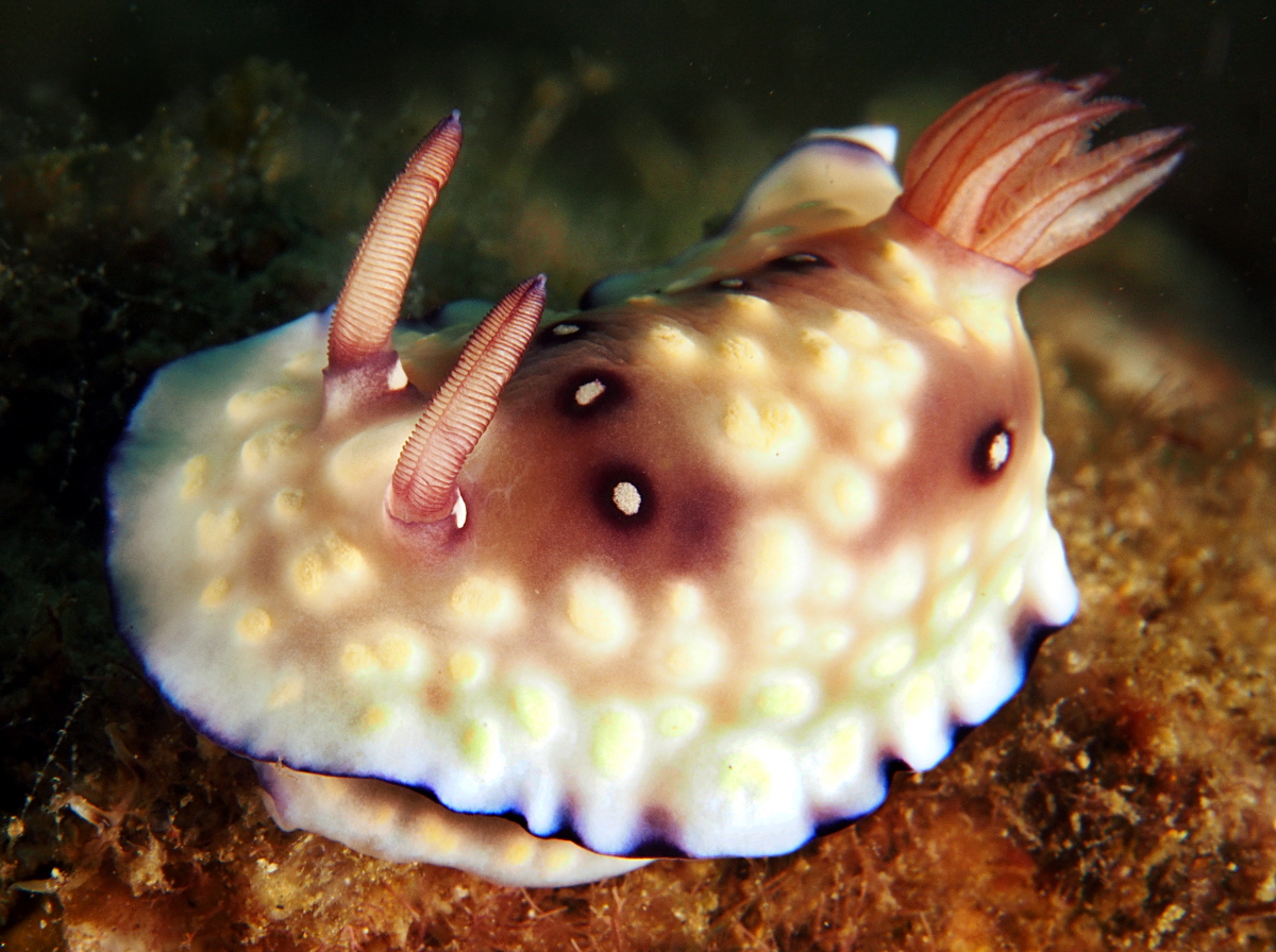 Bus Stop Chromodoris - Goniobranchus hintuanensis