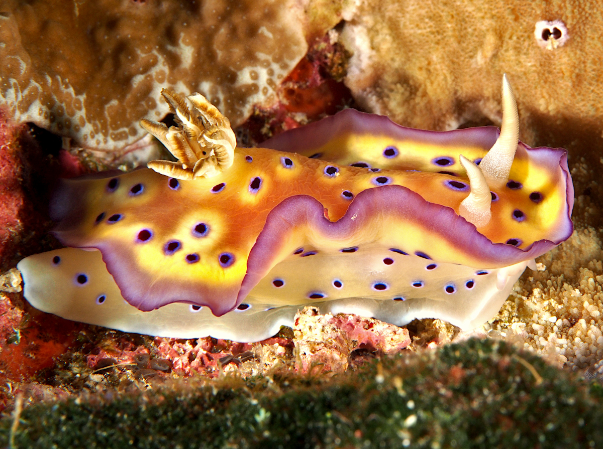 Kunie's Chromodoris - Goniobranchus kuniei