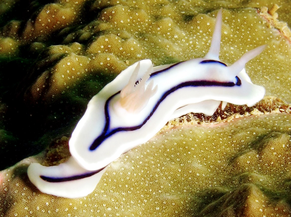 Loch's Chromodoris - Chromodoris lochi