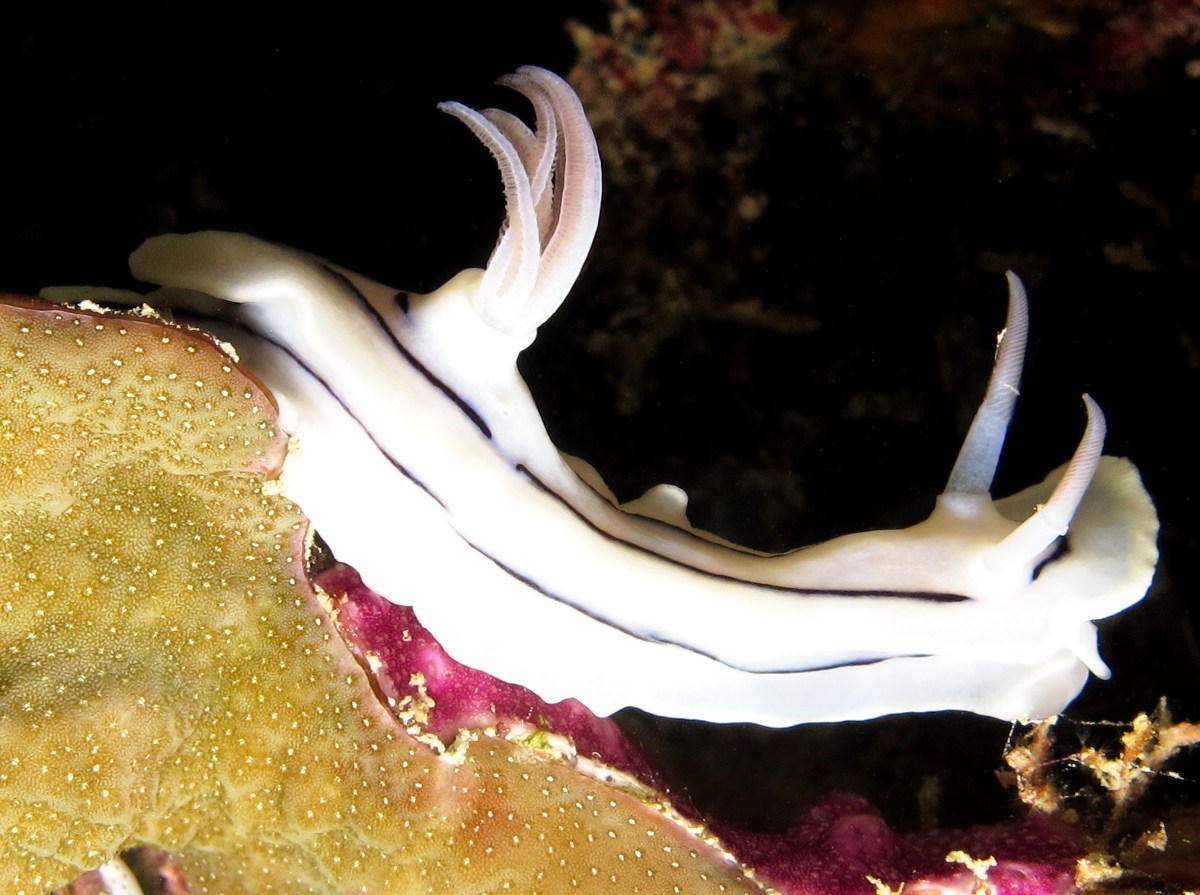 Loch's Chromodoris - Chromodoris lochi