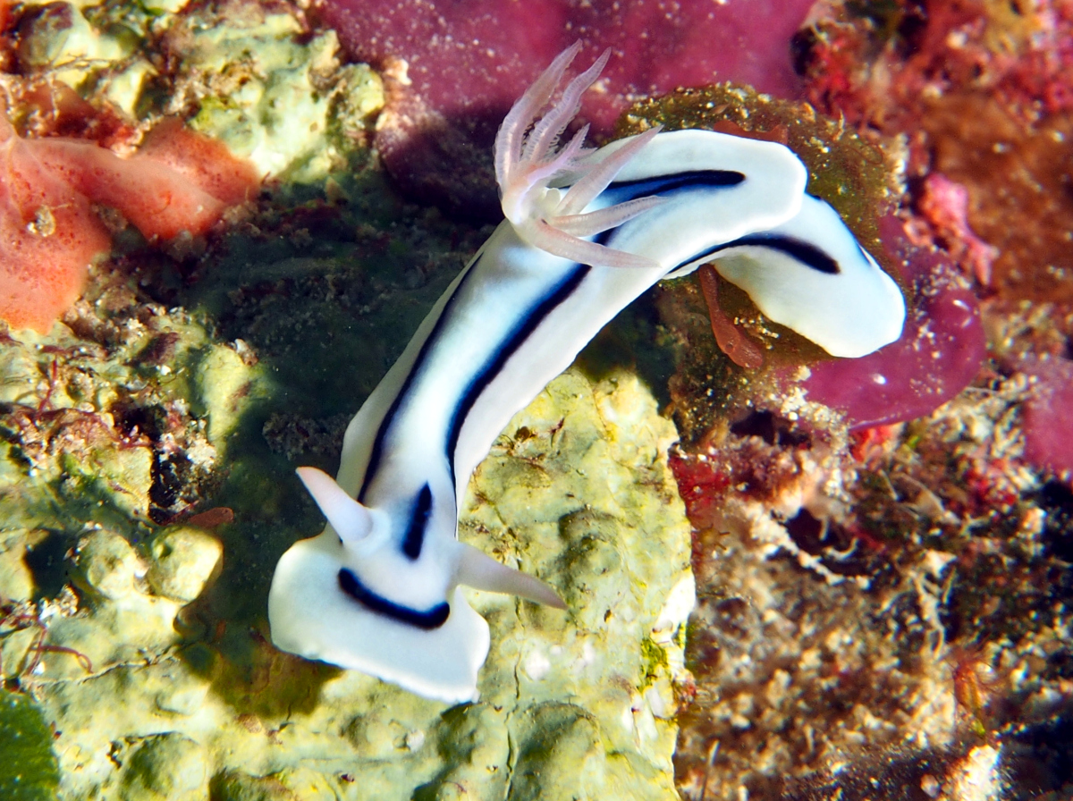 Loch's Chromodoris - Chromodoris lochi