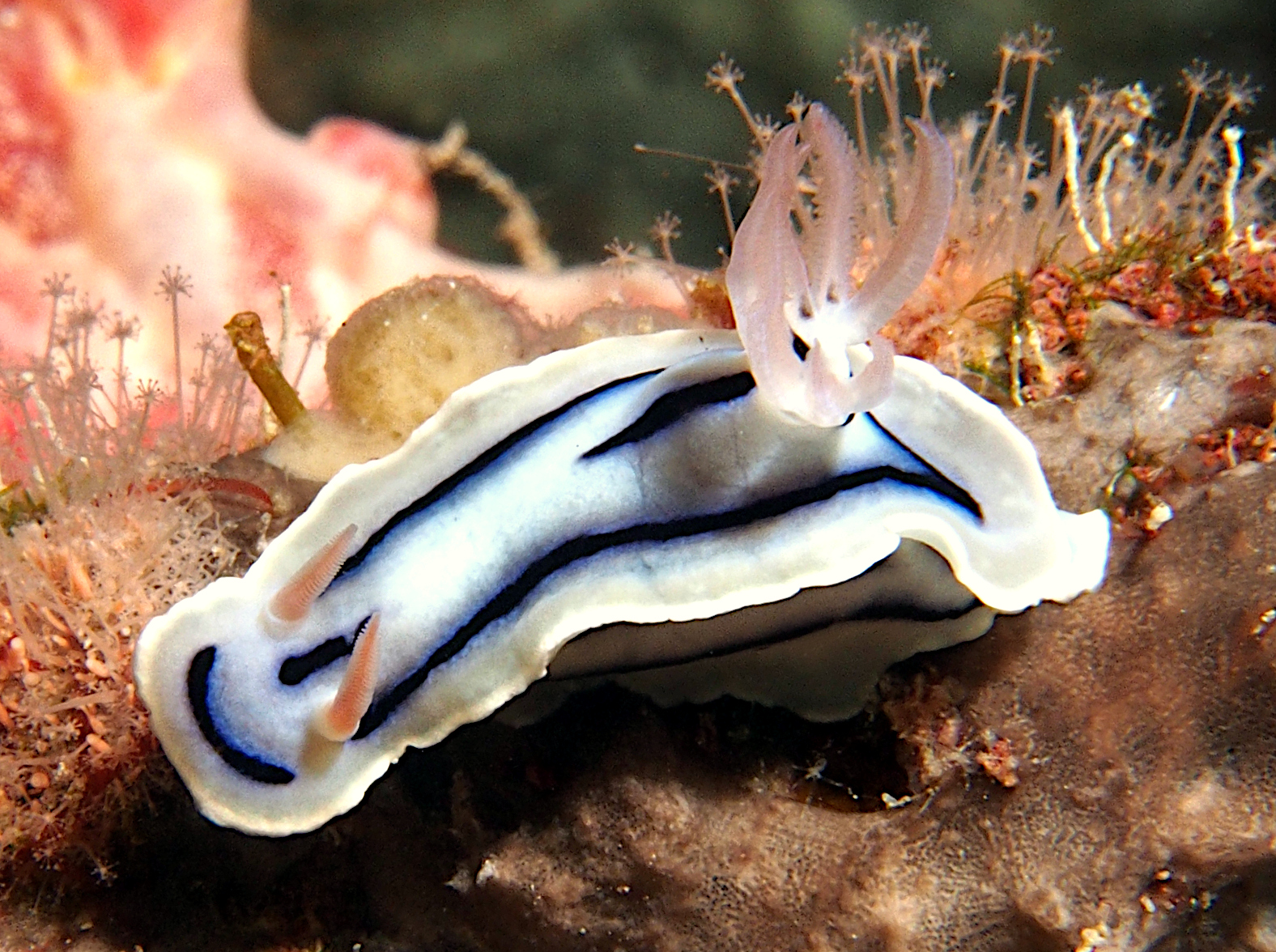 Loch's Chromodoris - Chromodoris lochi