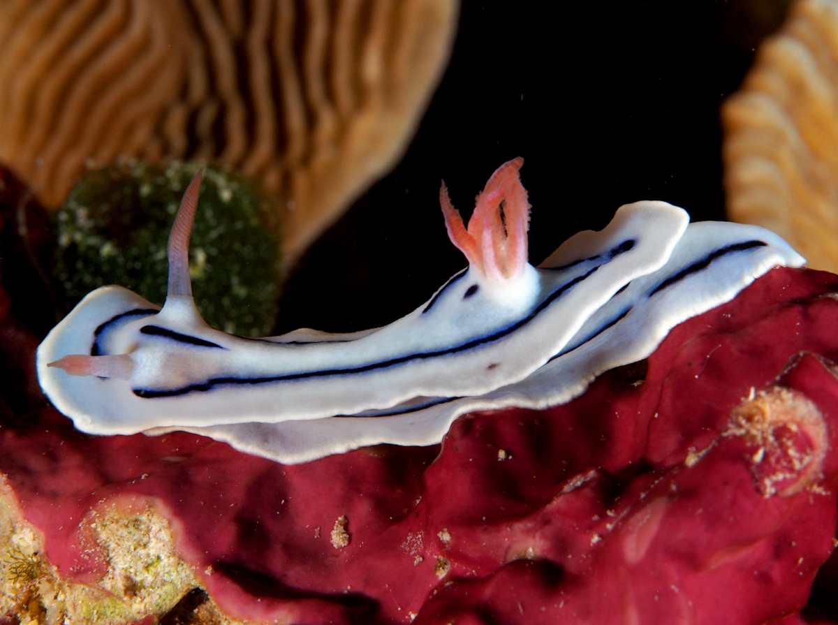 Loch's Chromodoris - Chromodoris lochi