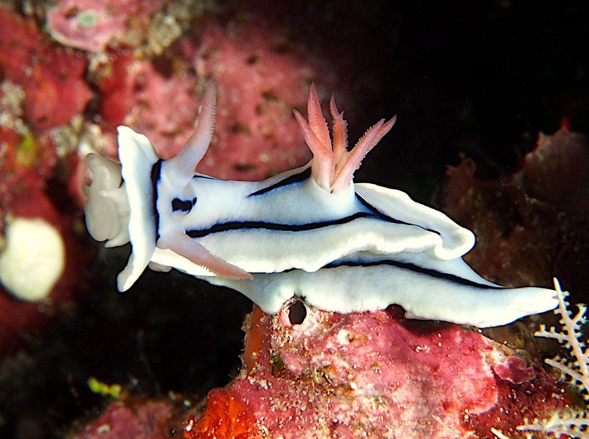 Loch's Chromodoris - Chromodoris lochi
