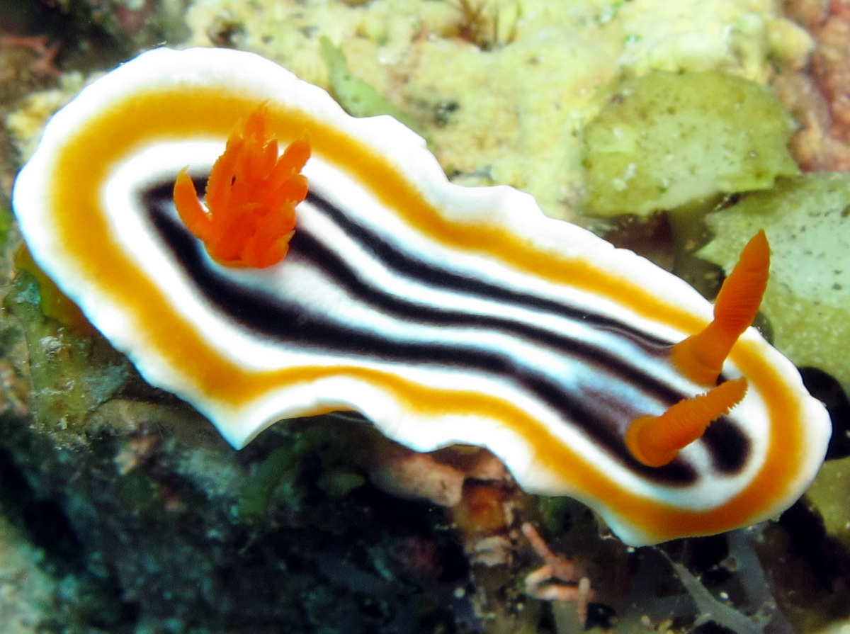 Magnificent Chromodoris - Chromodoris magnifica