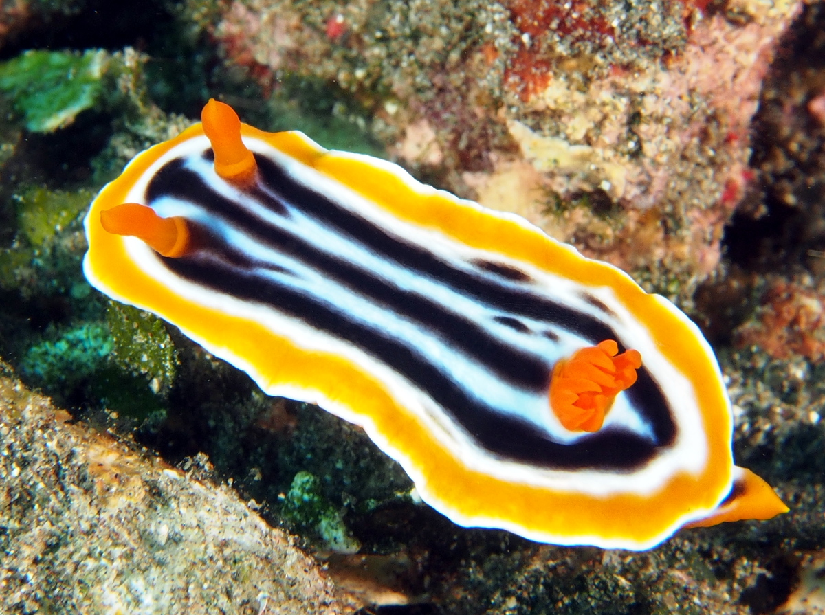 Magnificent Chromodoris - Chromodoris magnifica