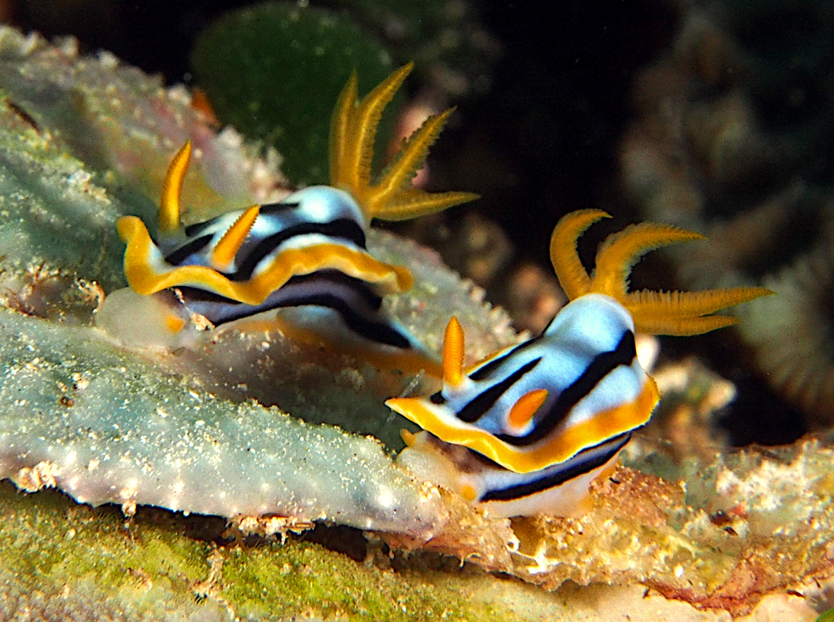 Streaked Chromodoris - Chromodoris strigata