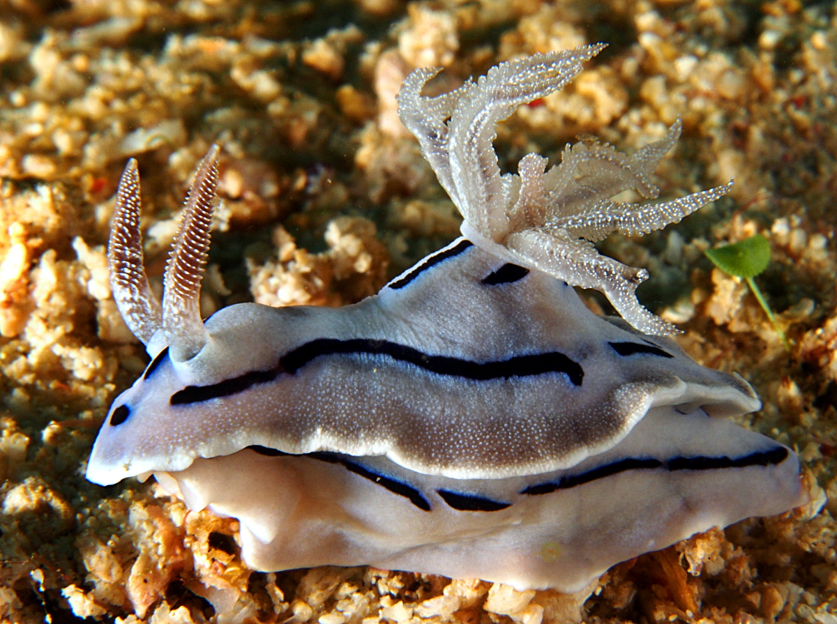 Willan's Chromodoris - Chromodoris willani