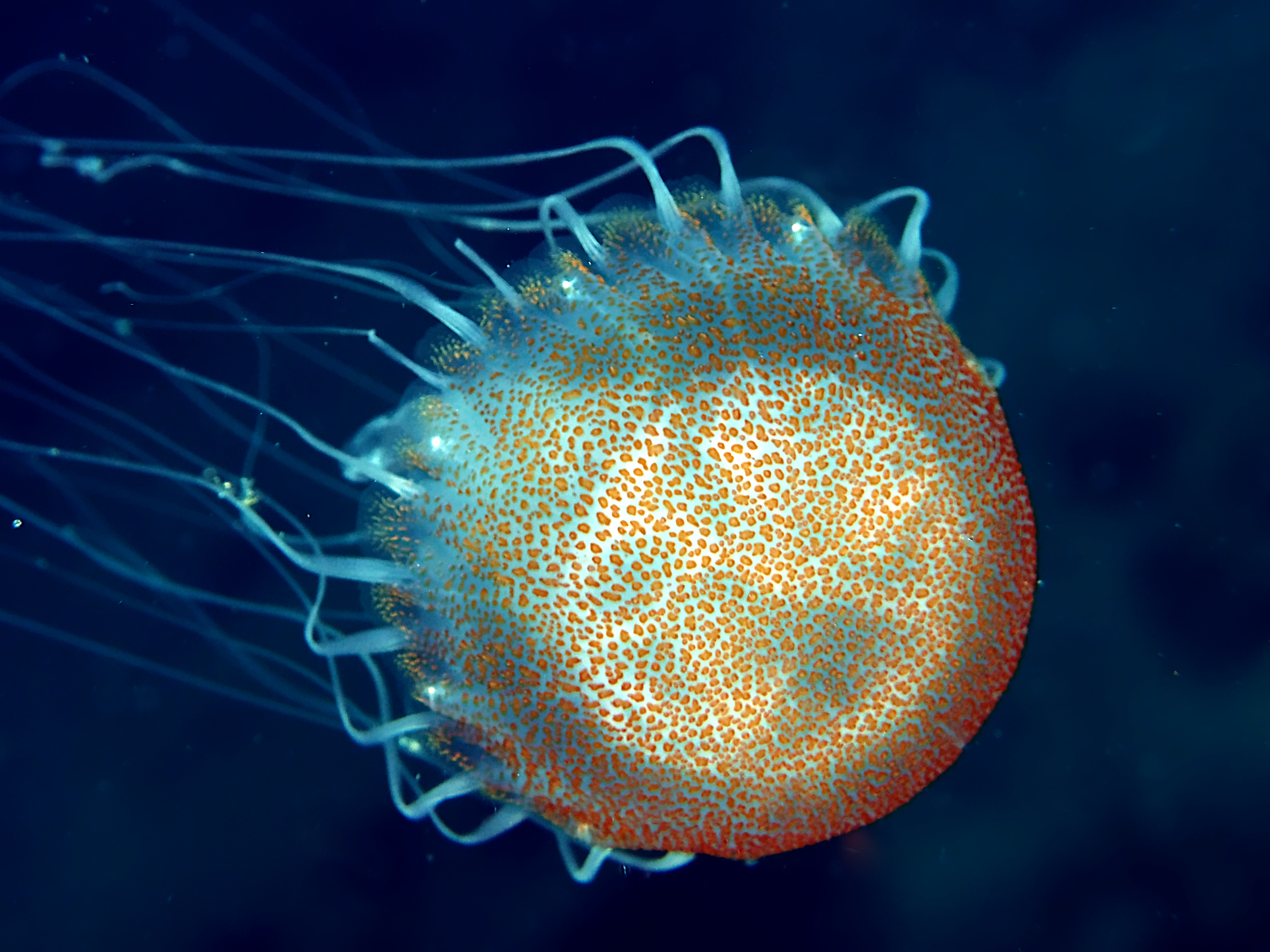 Carribbean Sea Nettle - Chrysaora sp.