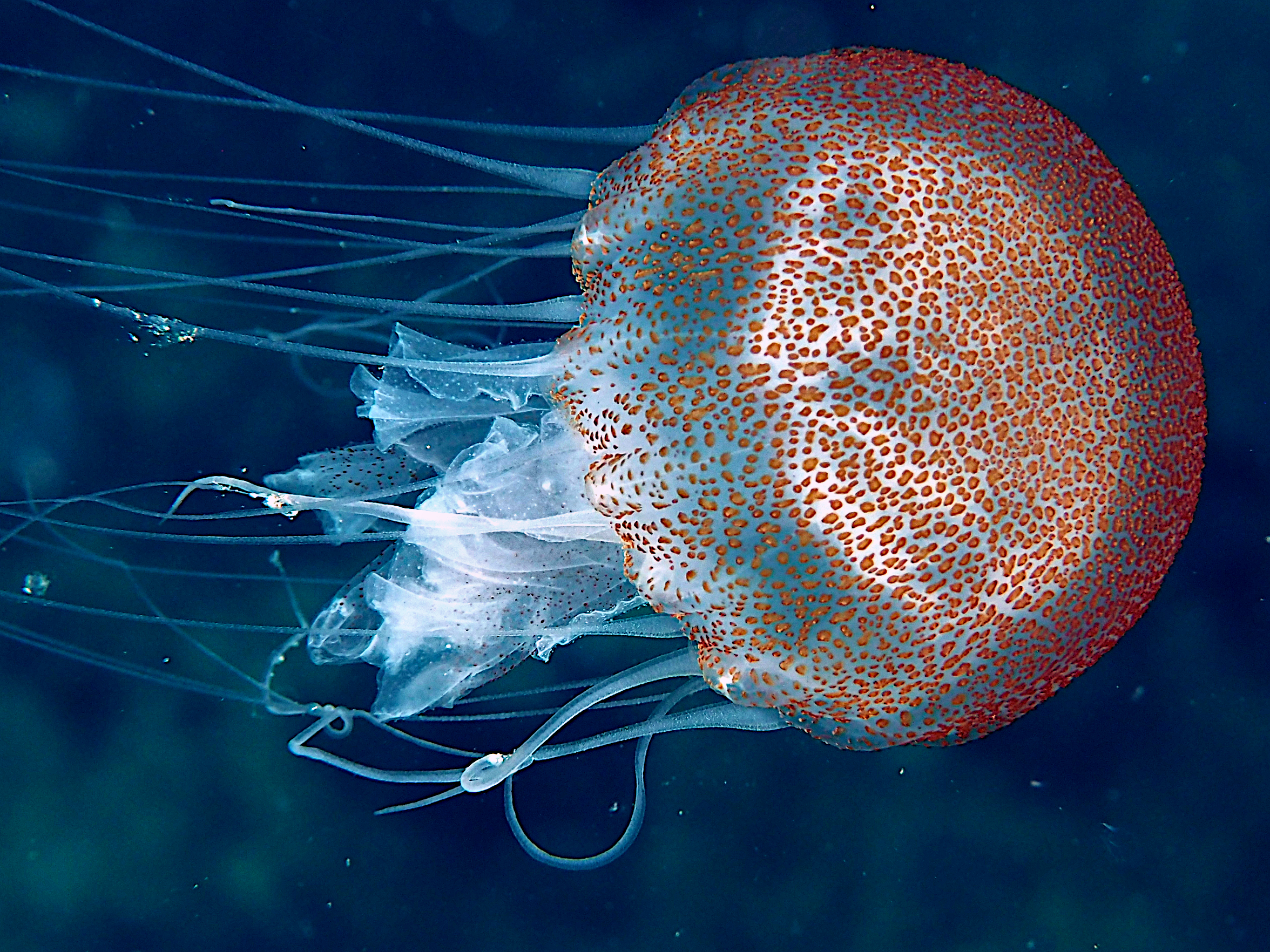Carribbean Sea Nettle - Chrysaora sp.