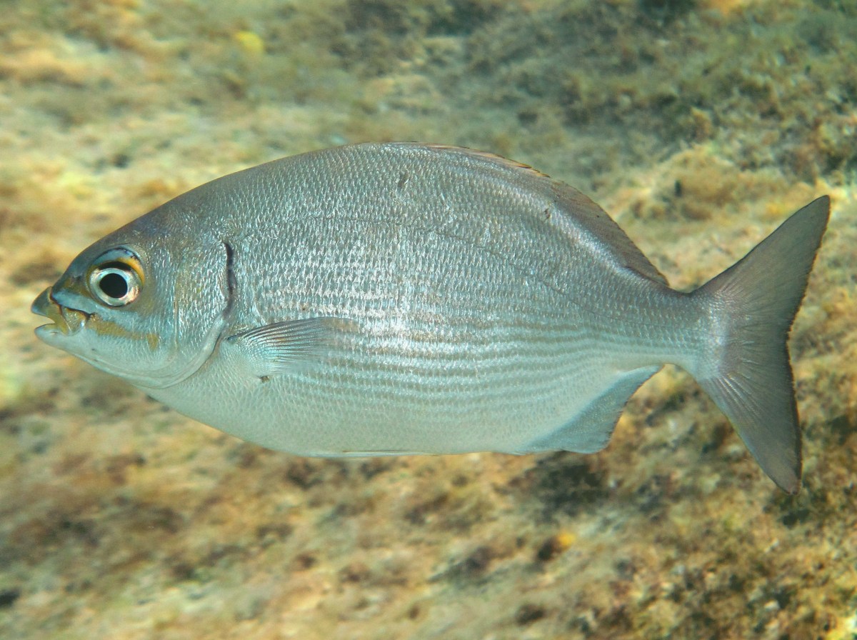 Bermuda/Gray Chub - Kyphosus sectatrix/bigibbus