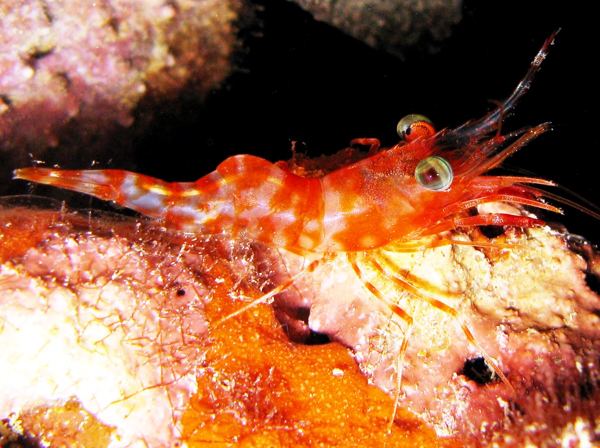 Reticulated Hinge-Beak Shrimp - Cinetorhynchus reticulatus - Yap, Micronesia