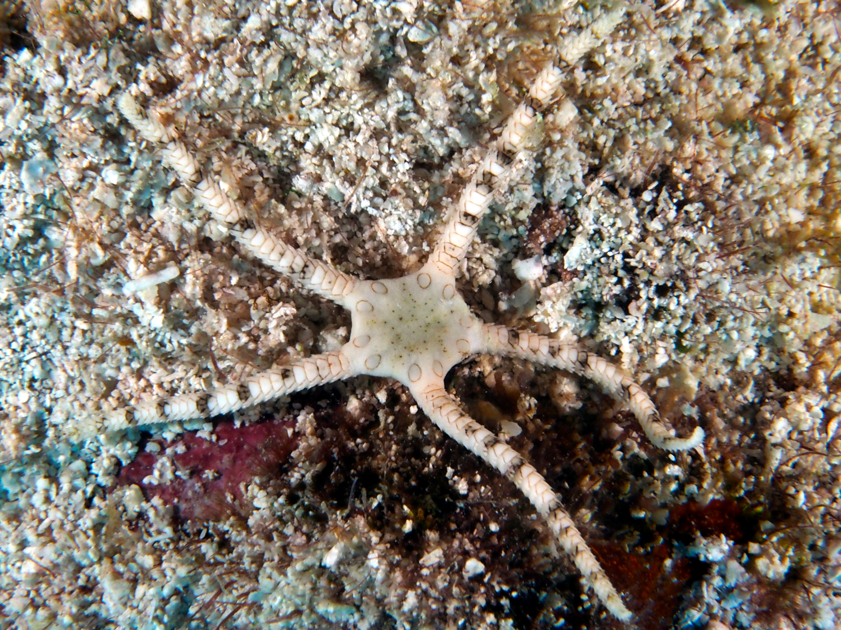 Circle-Marked Brittle Star - Ophioderma cinerea - Cozumel, Mexico