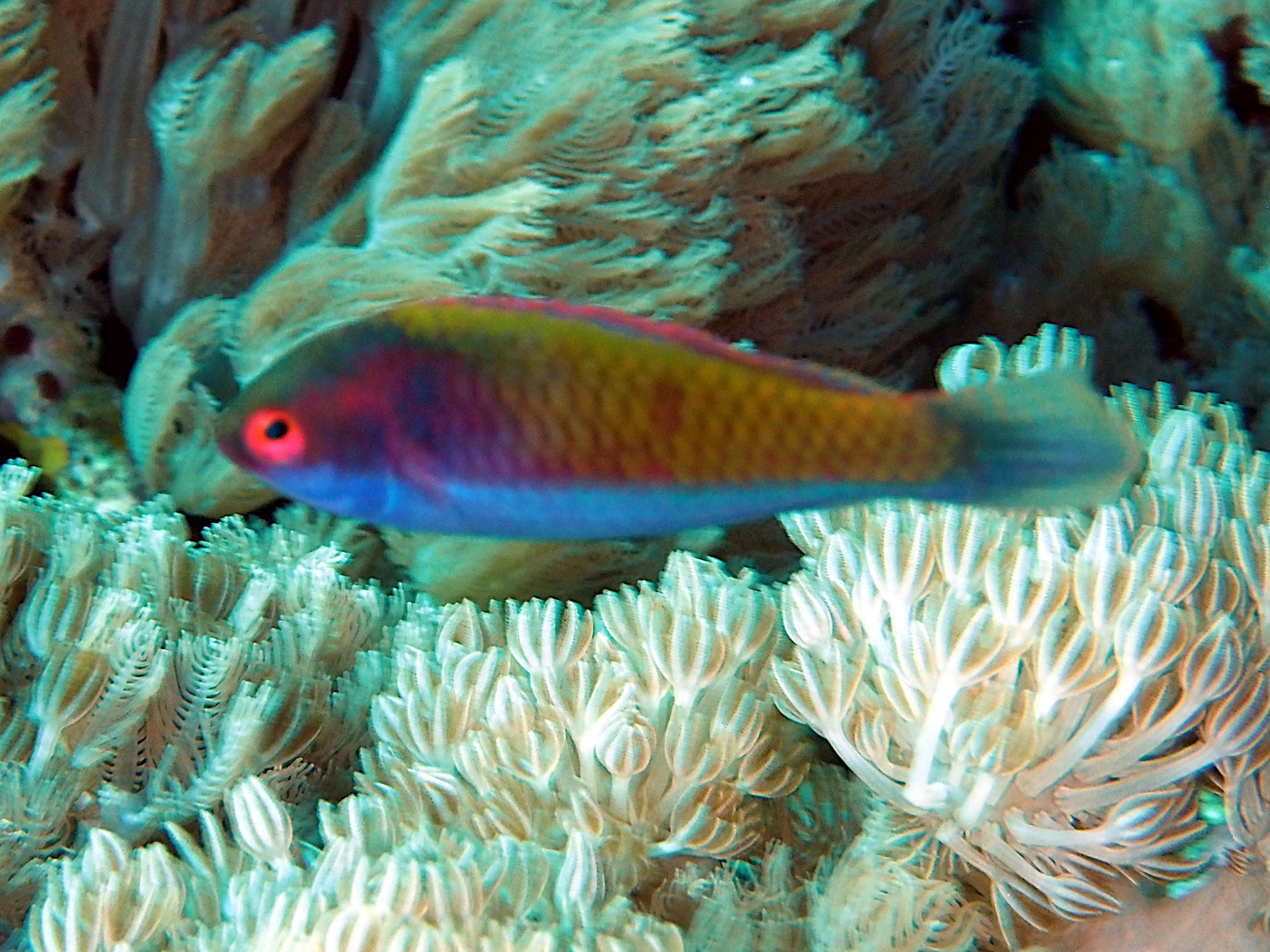 Ruby-Headed Fairy Wrasse - Cirrhilabrus chaliasi - Komodo, Indonesia